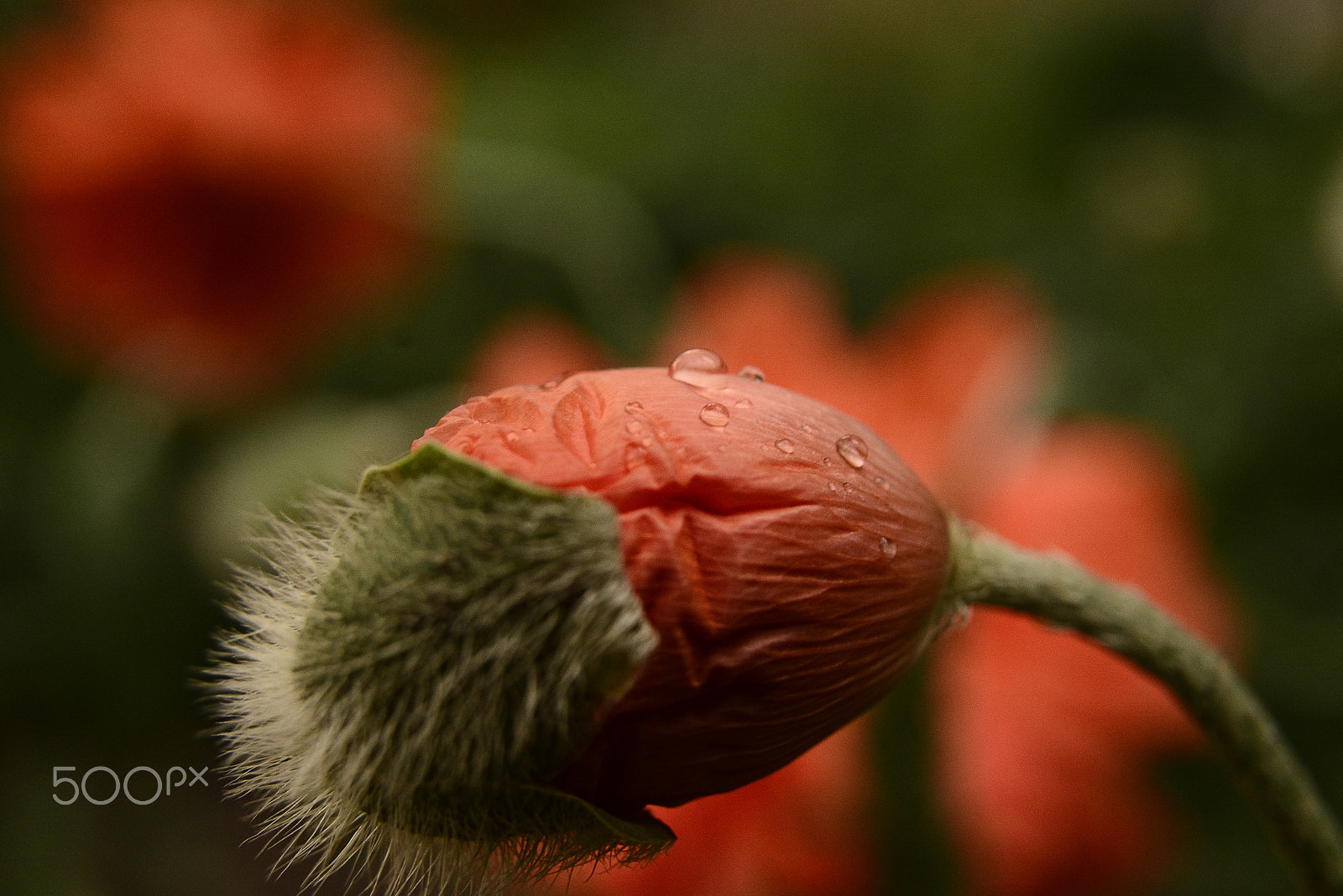 Sigma 17-50mm F2.8 EX DC OS HSM sample photo. Flower after the rain photography