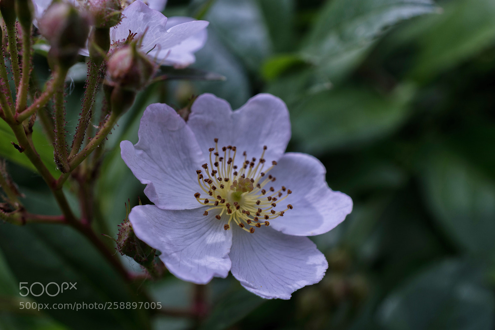 Nikon D7200 sample photo. Feldrose photography