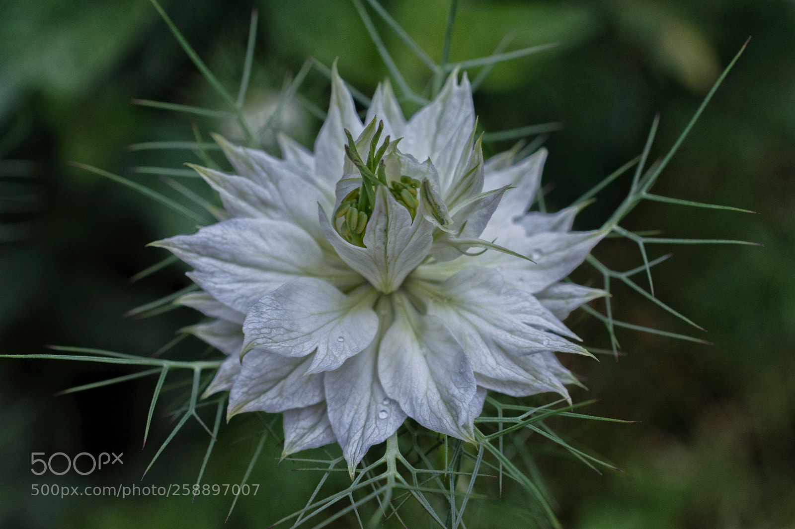 Nikon D7200 sample photo. Jungfer im gruenen photography
