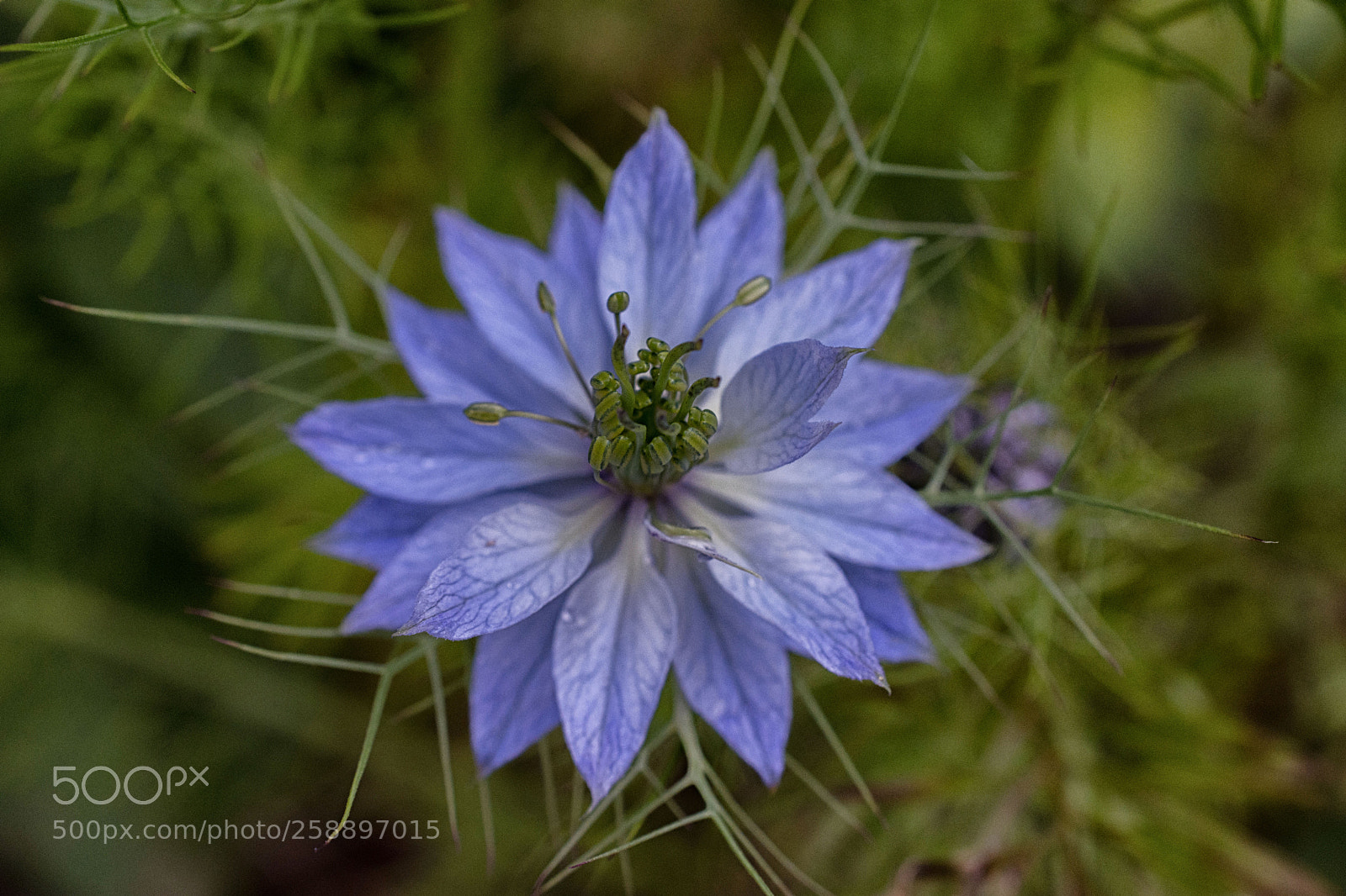Nikon D7200 sample photo. Jungfer im grünen photography