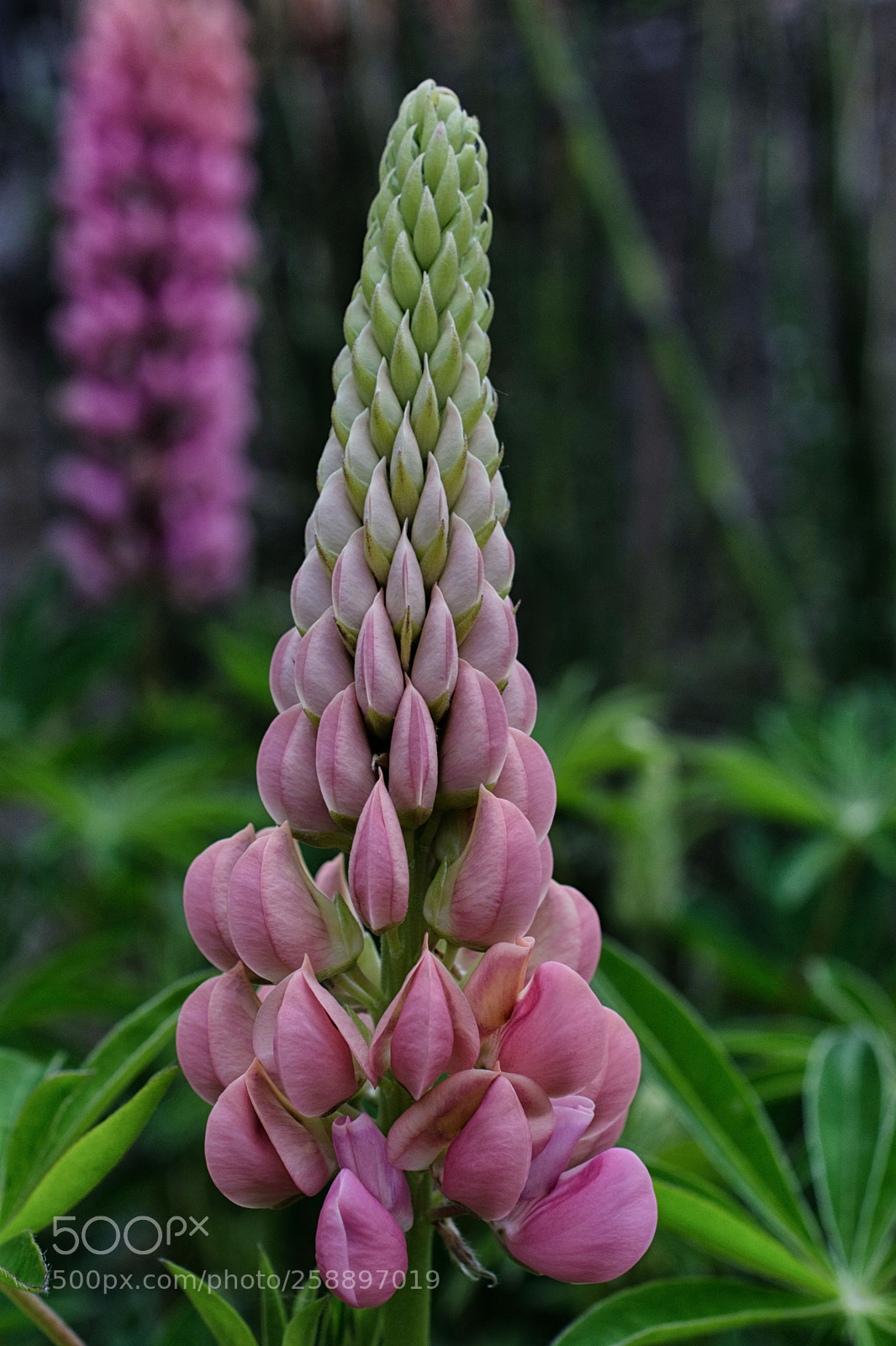 Nikon D7200 sample photo. Lupine photography