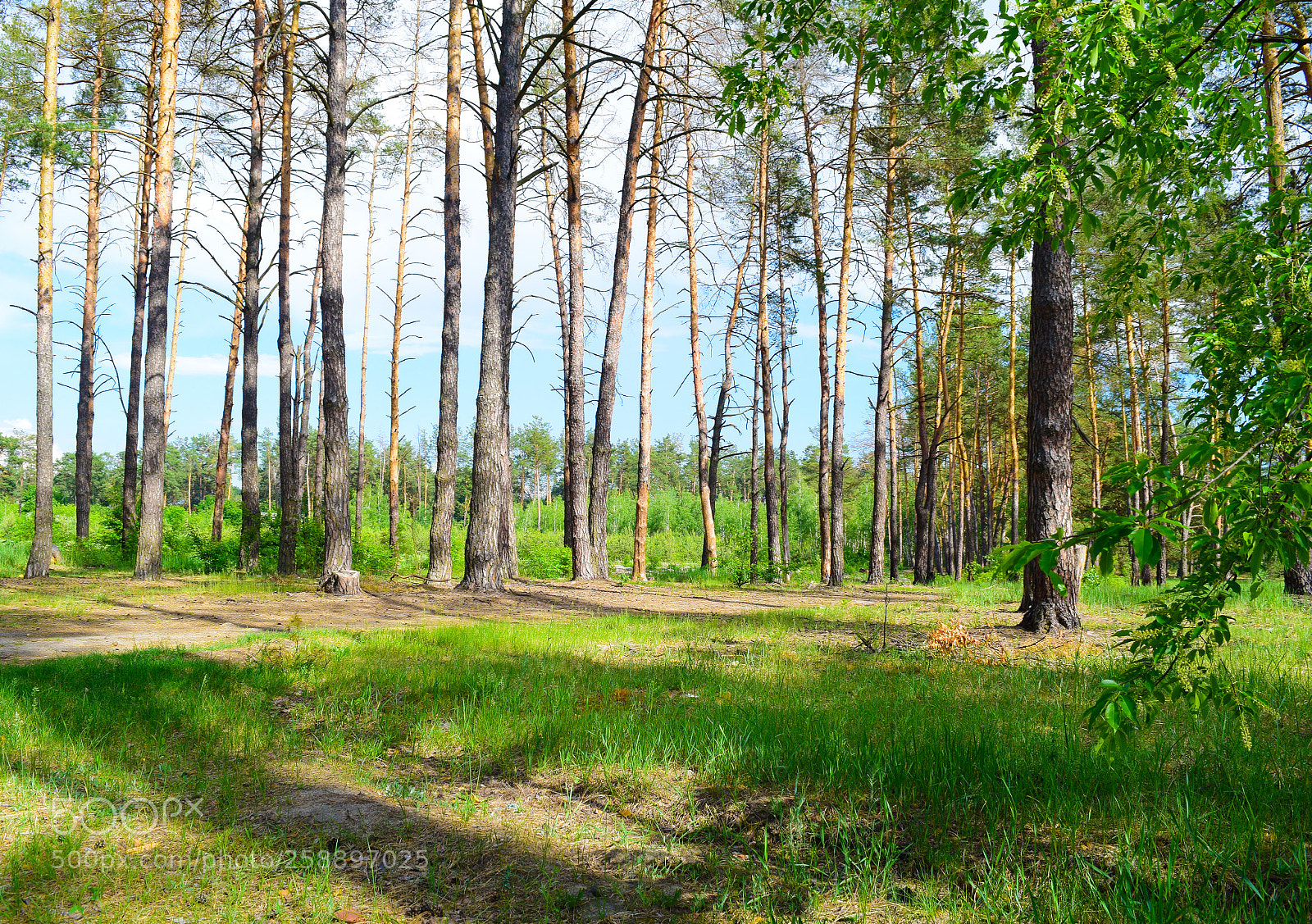 Nikon D5300 sample photo. Pine forest with the photography