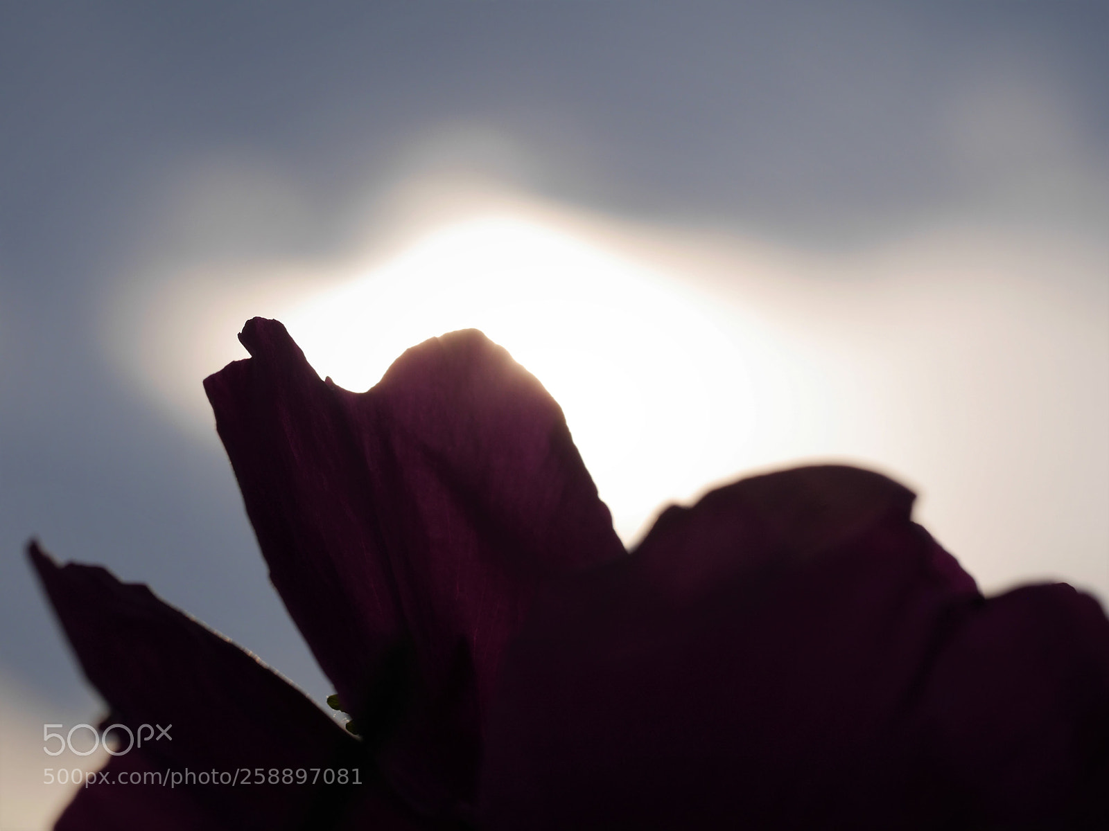 Panasonic Lumix DMC-GH3 sample photo. Dark flower photography