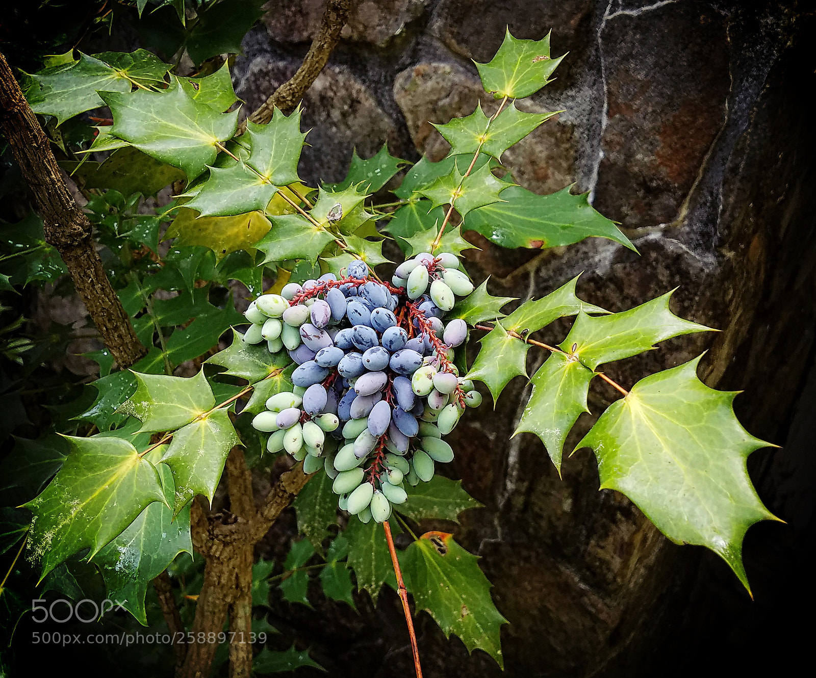 Samsung Galaxy S7 sample photo. Mahonia aquifolium photography