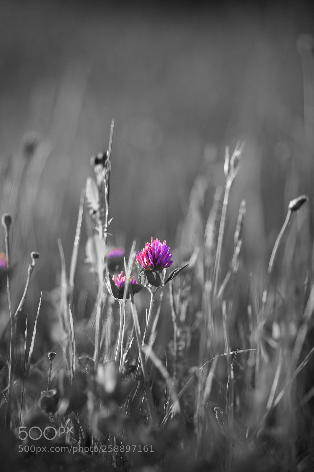 Canon EOS 6D sample photo. The red clover photography