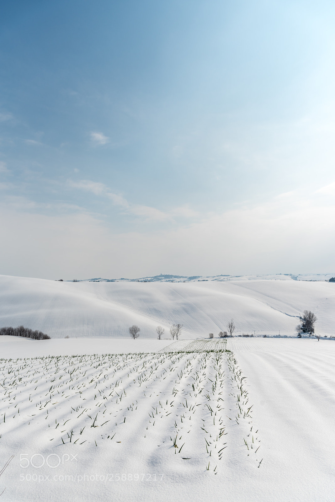 Nikon D750 sample photo. Onions and snow photography