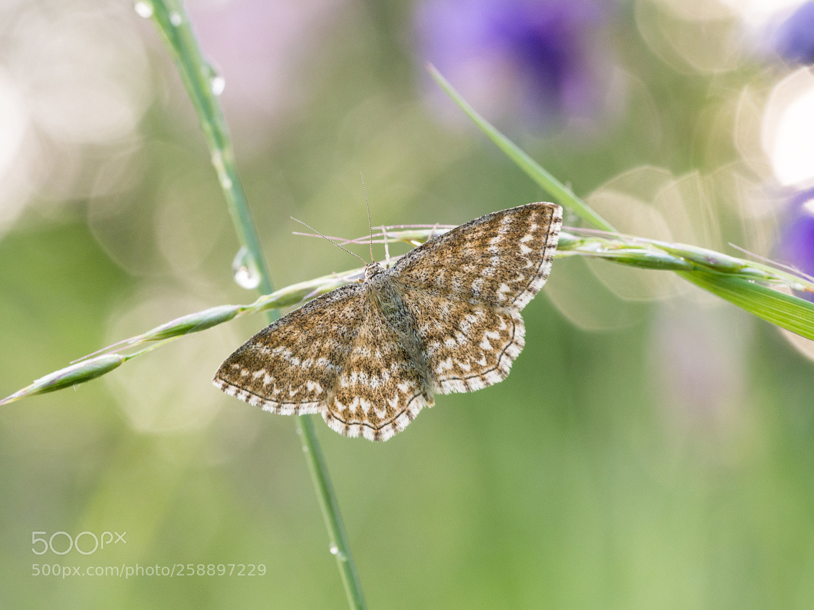 Olympus OM-D E-M10 II sample photo. Scopula immorata photography