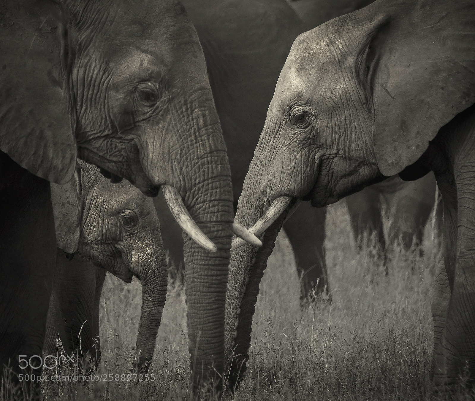 Nikon D500 sample photo. Elephants photography