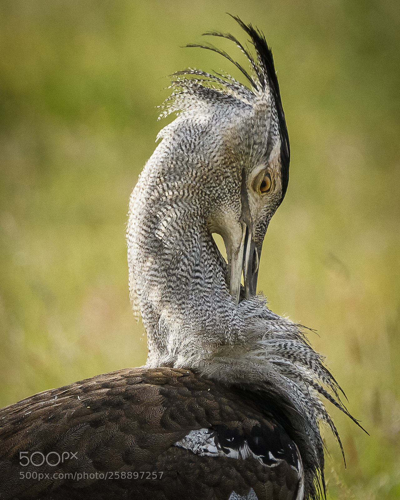 Nikon D500 sample photo. Kori bustard photography