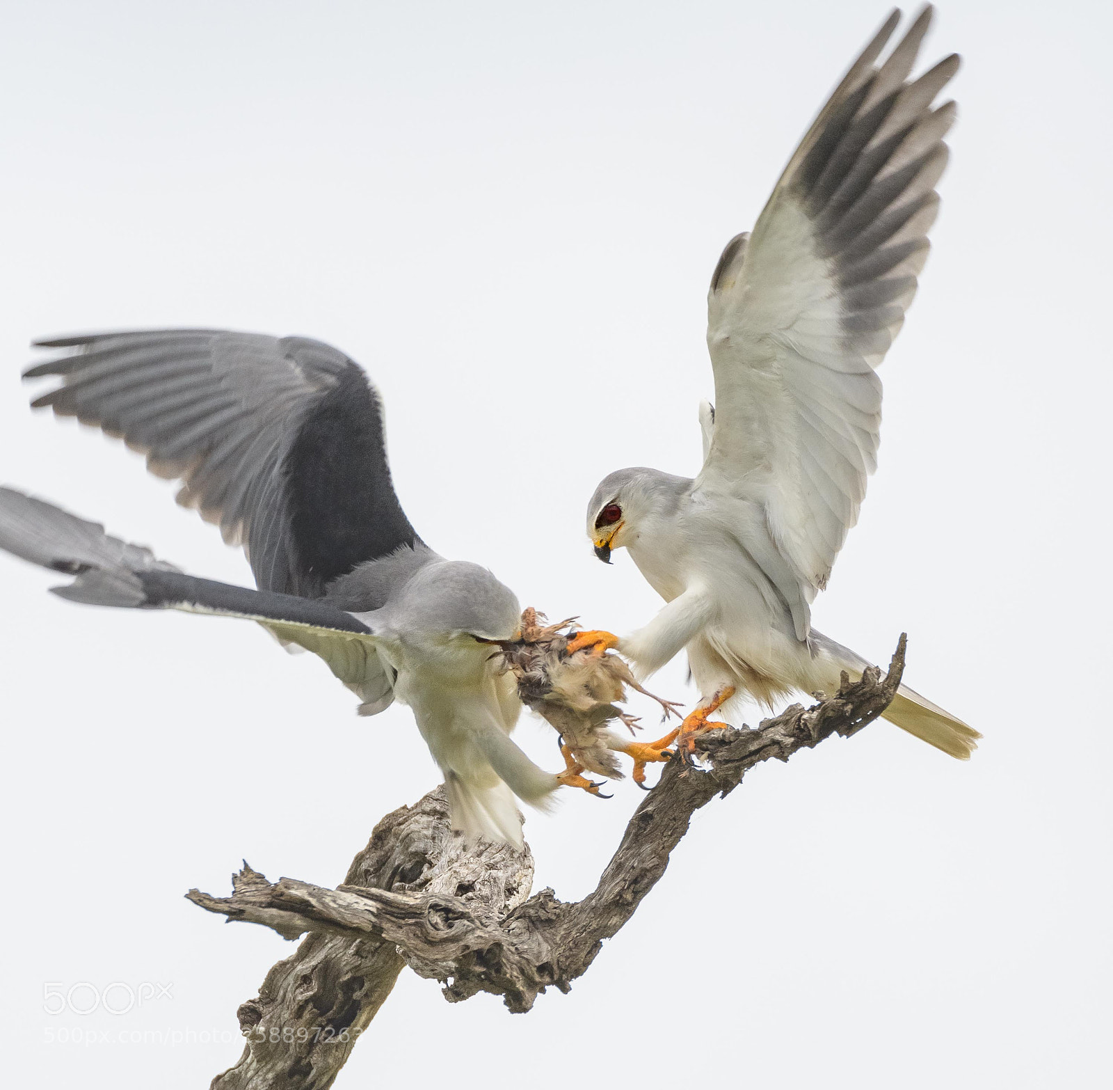 Nikon D500 sample photo. Black-shouldered kite photography