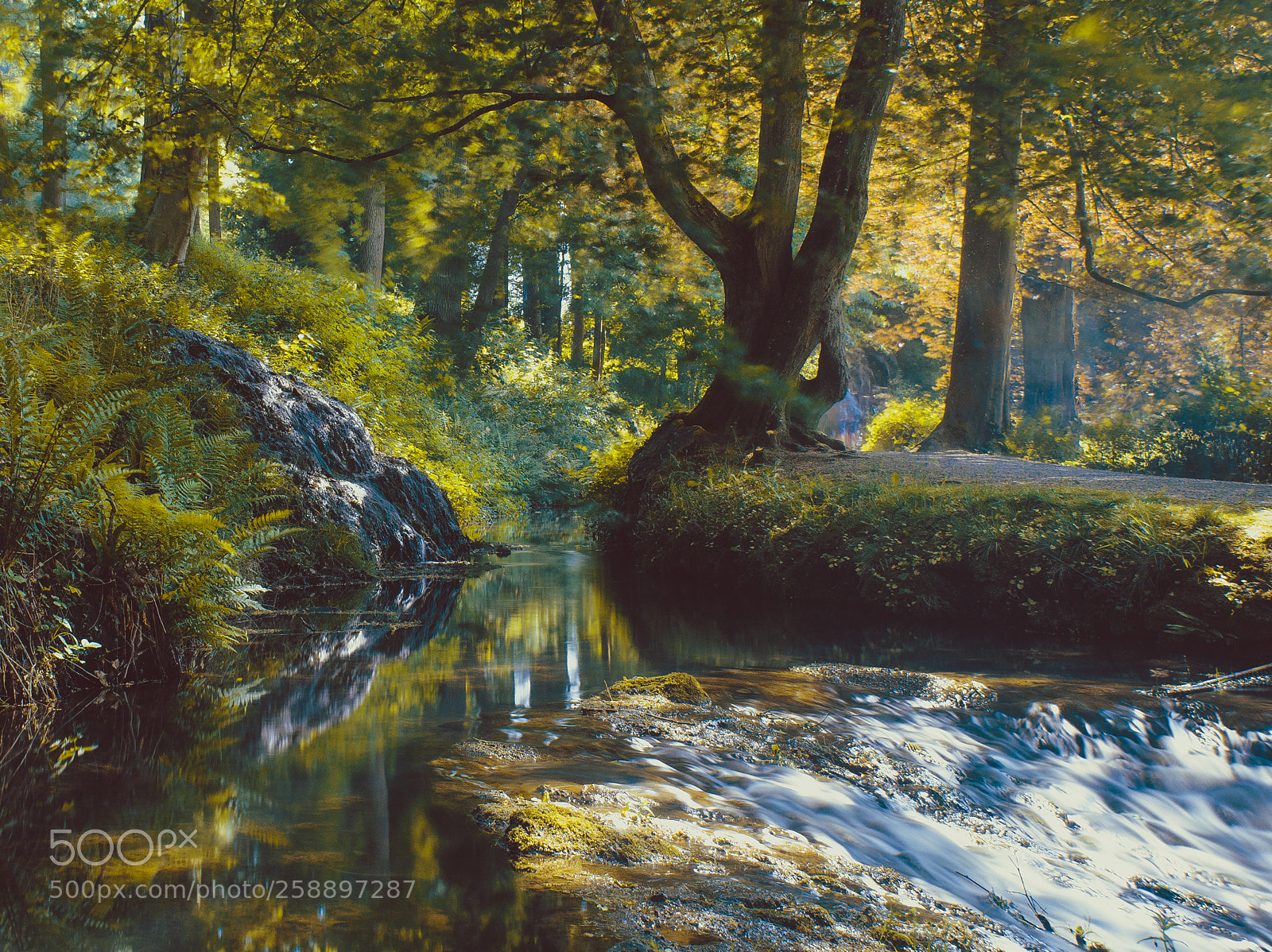 Nikon D7000 sample photo. La foret magique photography
