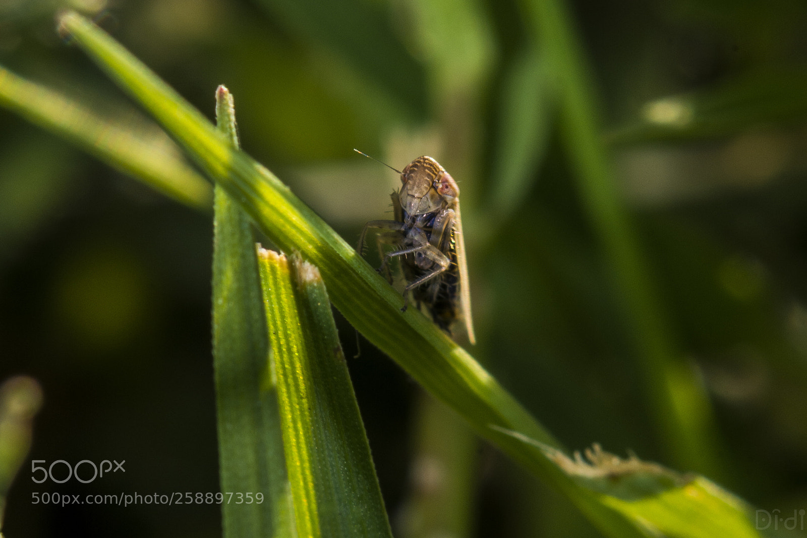 Nikon D7100 sample photo. Tiny critter photography