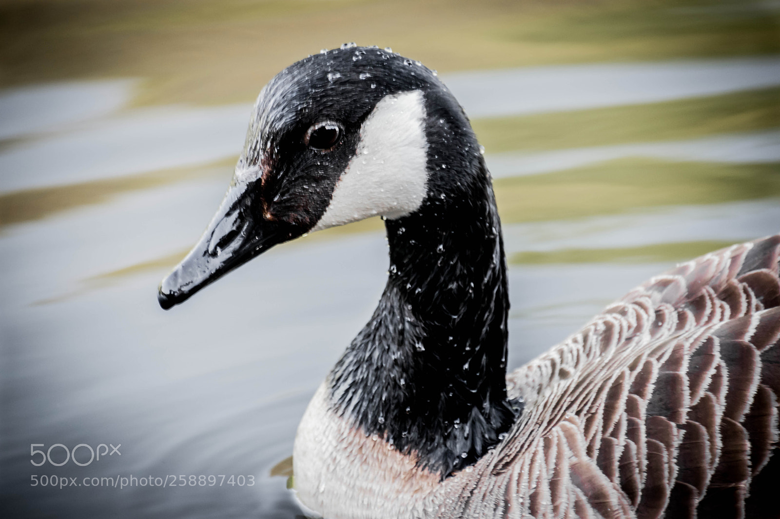 Nikon D5600 sample photo. Local duck photography