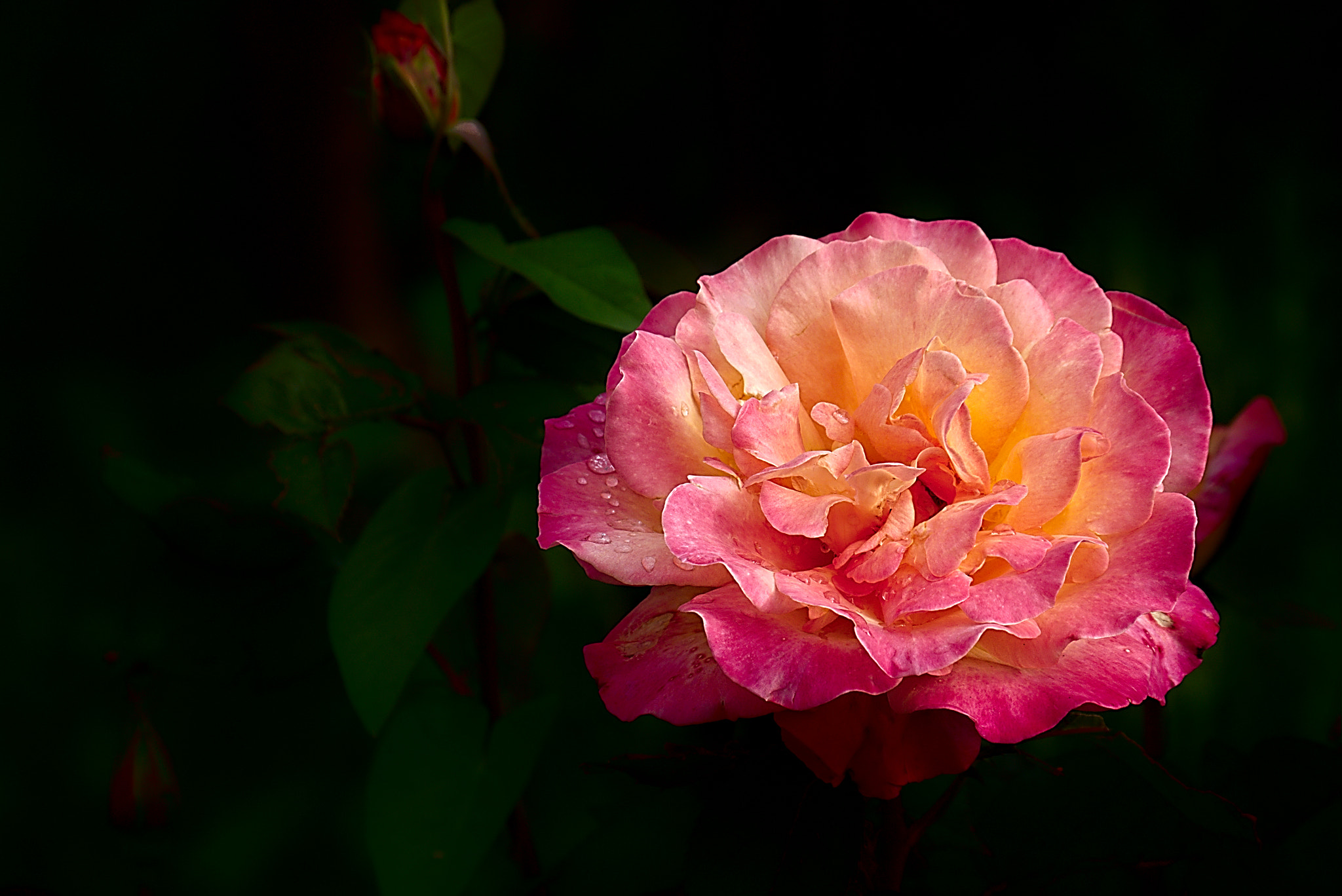 Panasonic Lumix DMC-GM1 sample photo. 2018 05 21 01 rosa.jpg photography