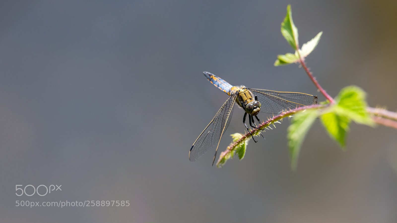 Nikon D850 sample photo. Dragonfly photography
