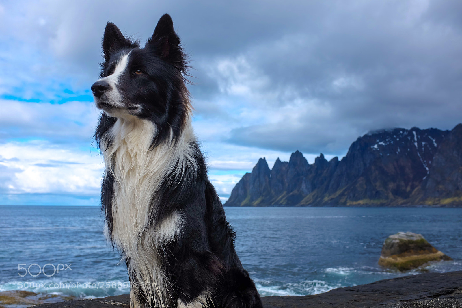 Fujifilm X100S sample photo. Dogscape photography