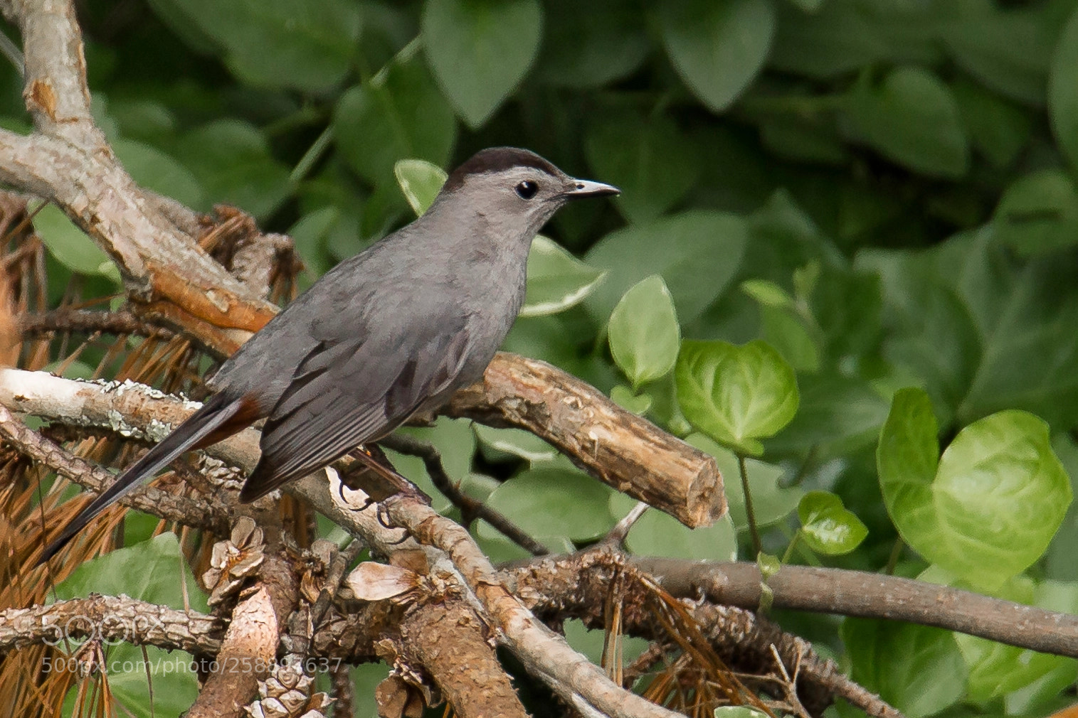 Canon EOS 6D sample photo. Gray cat bird photography