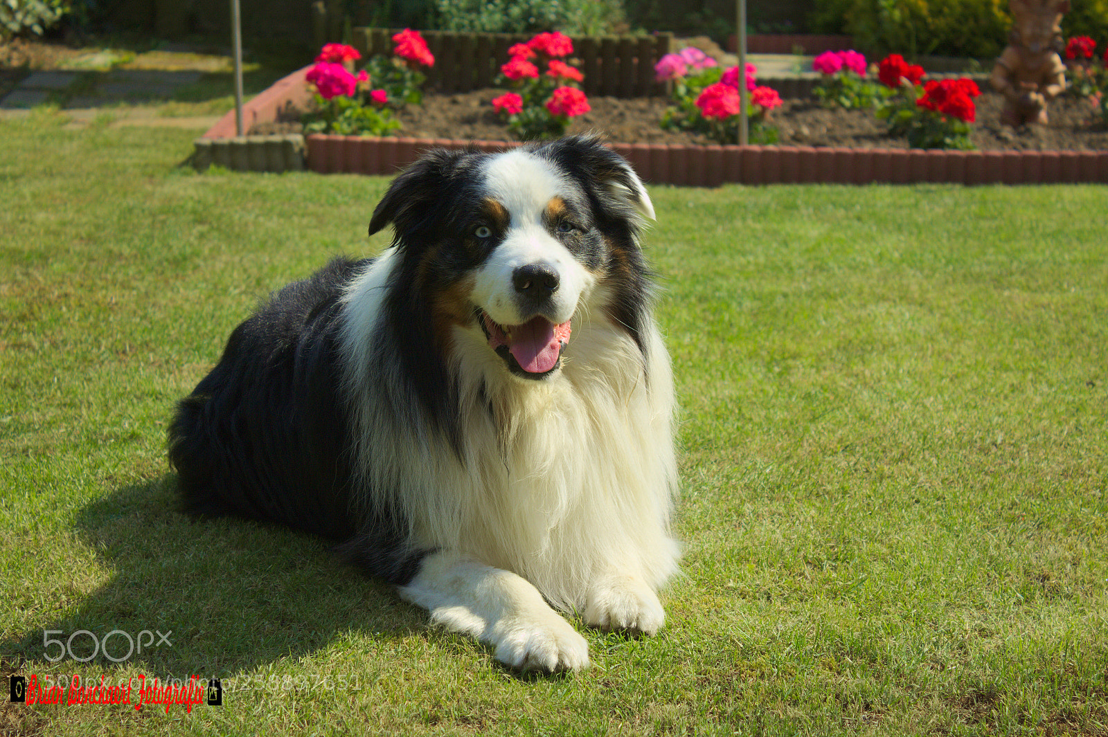 Canon EOS 1200D (EOS Rebel T5 / EOS Kiss X70 / EOS Hi) sample photo. Hond/dog photography