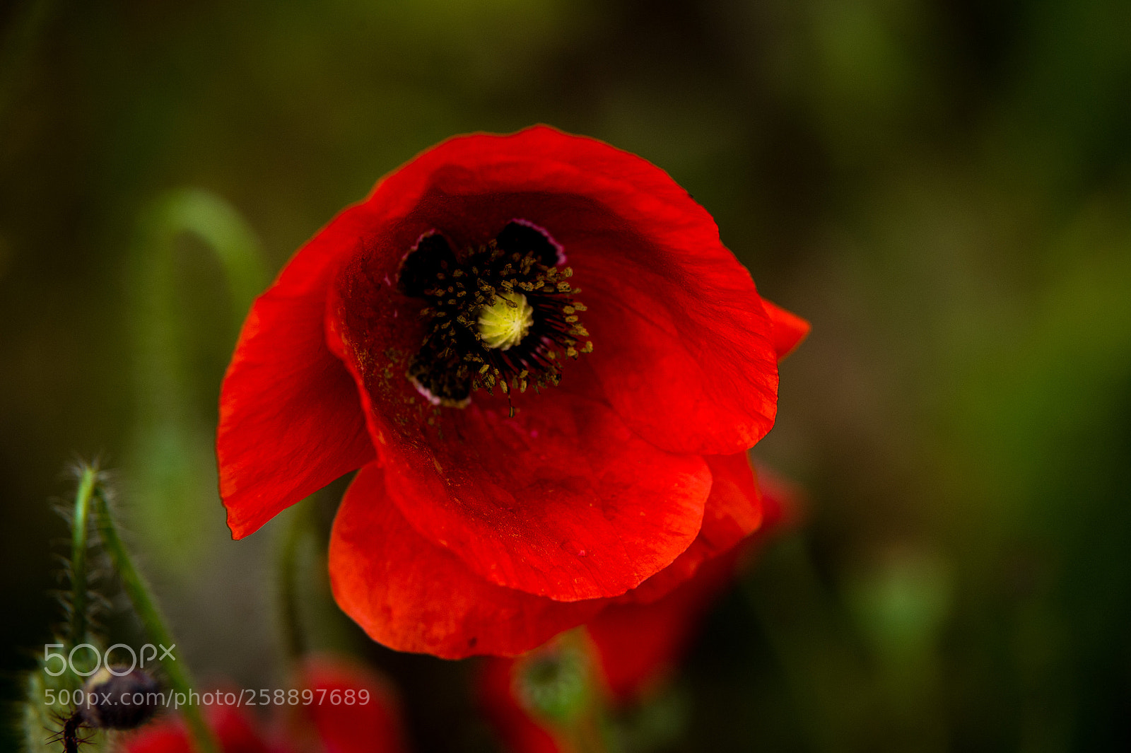 Nikon Df sample photo. Papaver photography