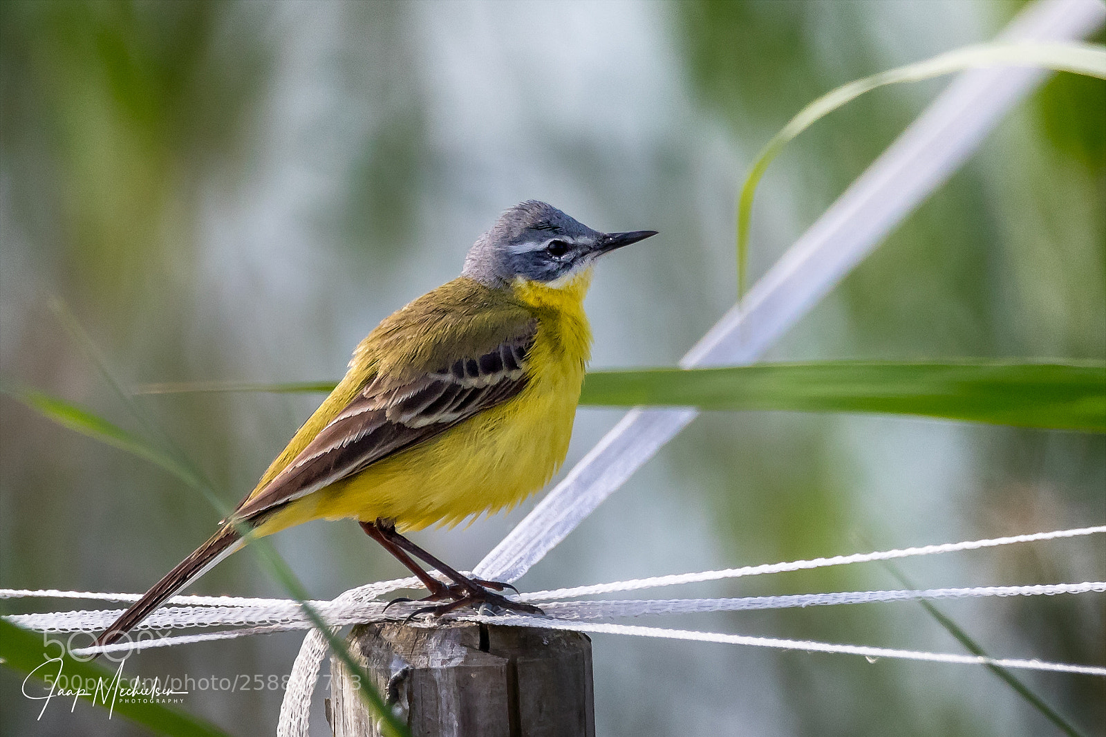 Canon EOS 7D Mark II sample photo. Western yellow wagtail photography