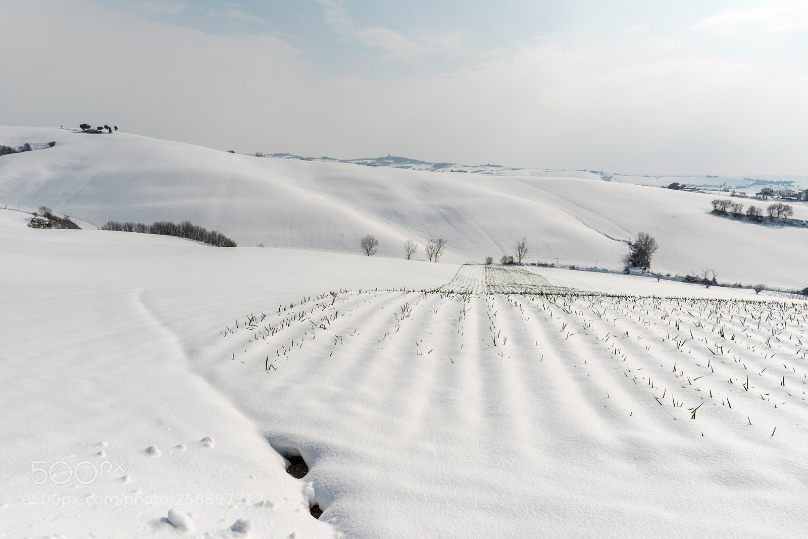 Nikon D750 sample photo. Onions and snow photography