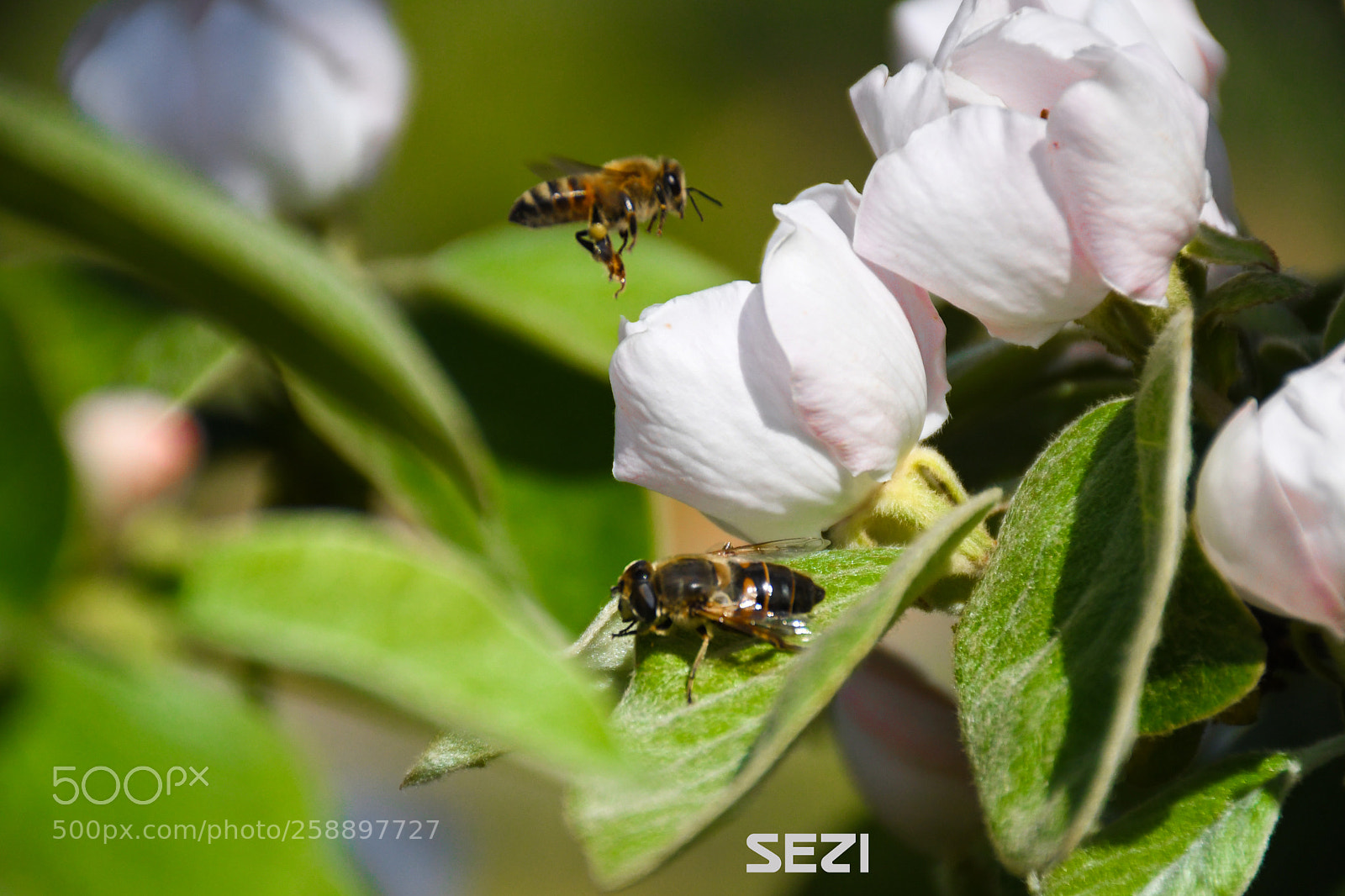 Nikon D7500 sample photo. Bees and flowers 2018 / sezi photography
