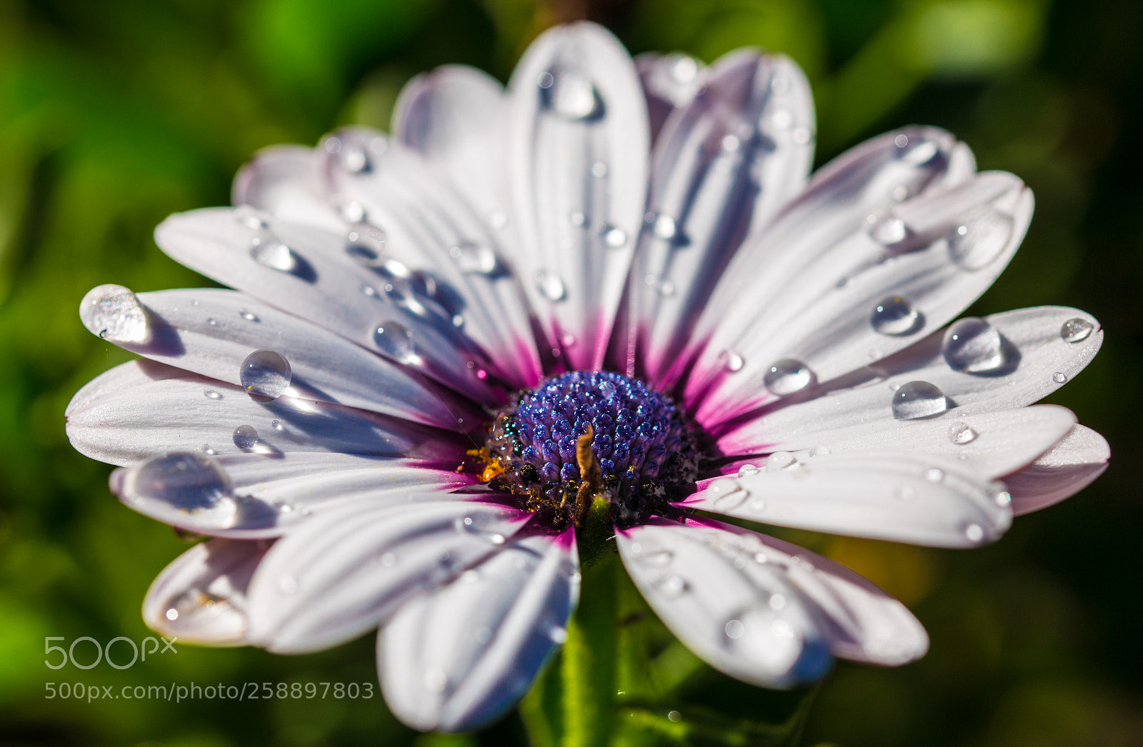 Canon EOS 6D sample photo. Flor photography