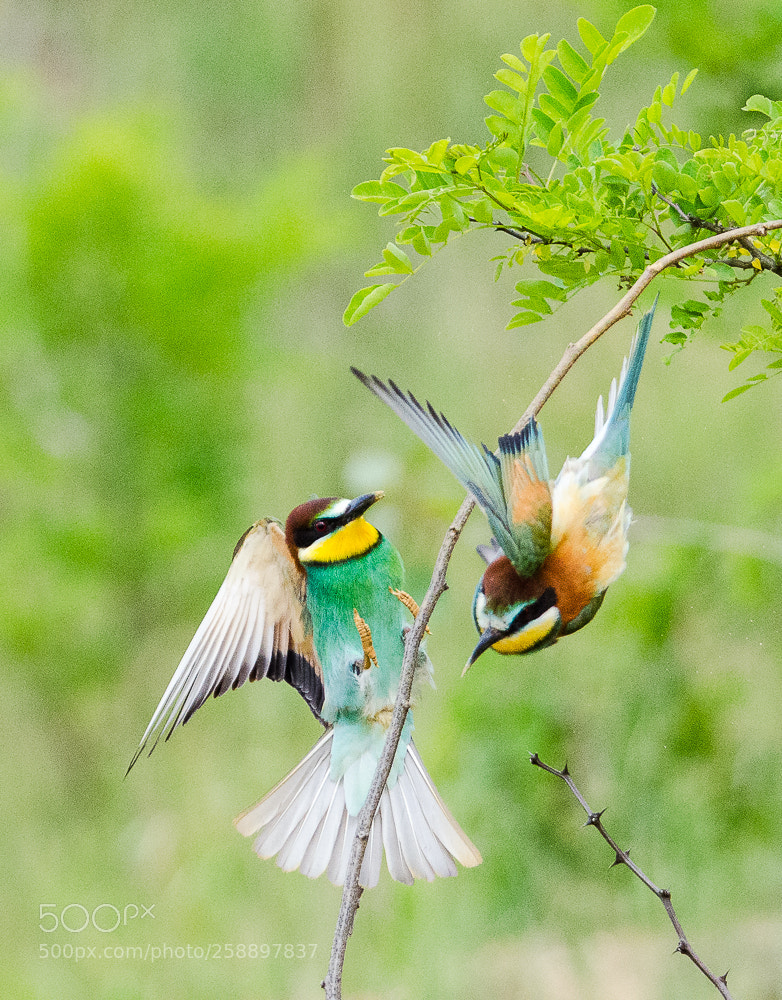 Nikon D7000 sample photo. Fly photography