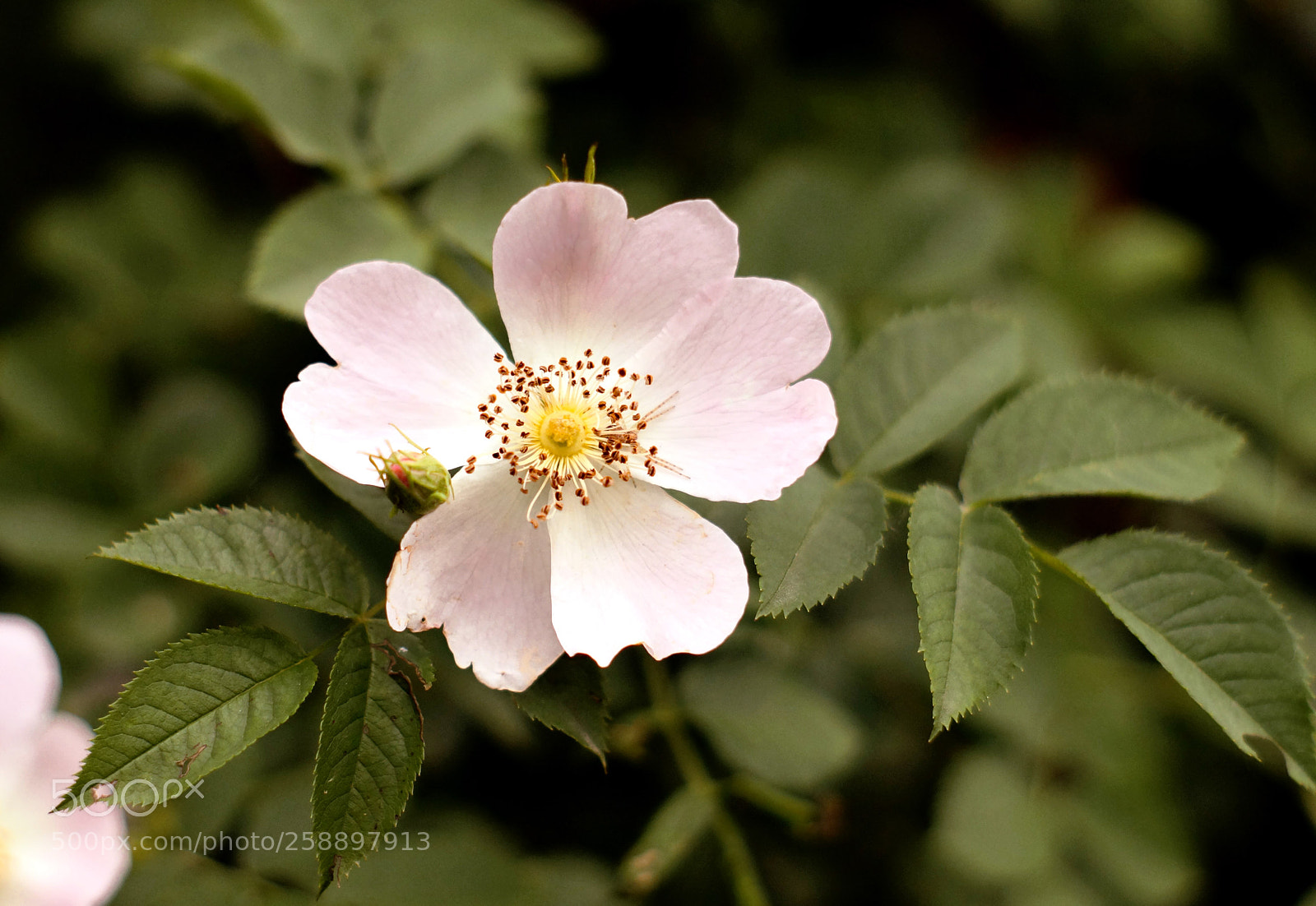 Sony SLT-A58 sample photo. Wild rose flower photography