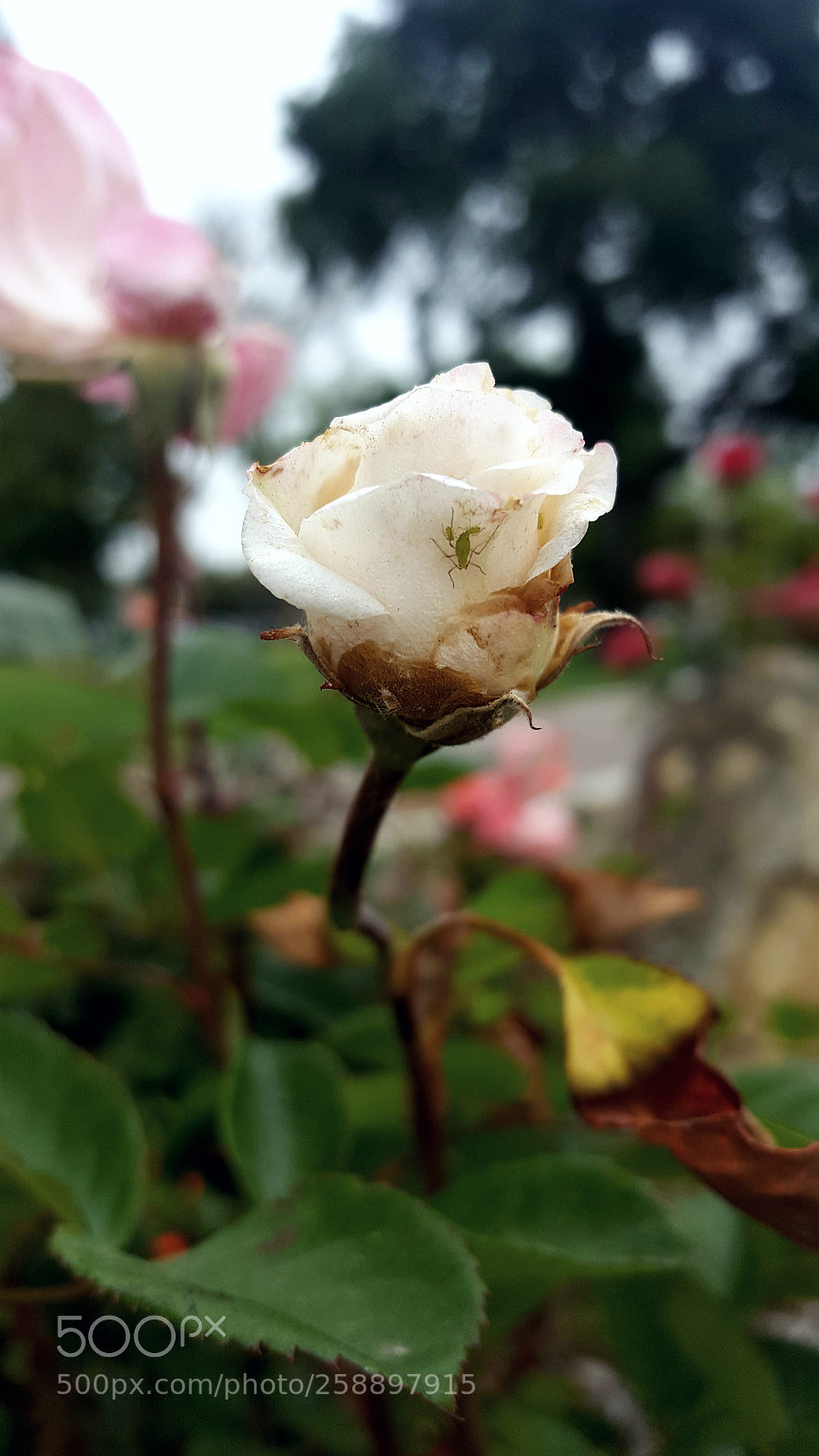 Samsung Galaxy S6 sample photo. Bug family photography