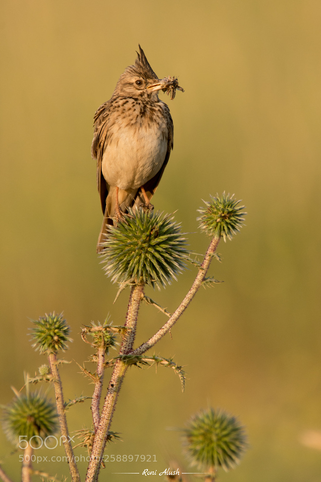 Nikon D500 sample photo. Snack - crested lark photography