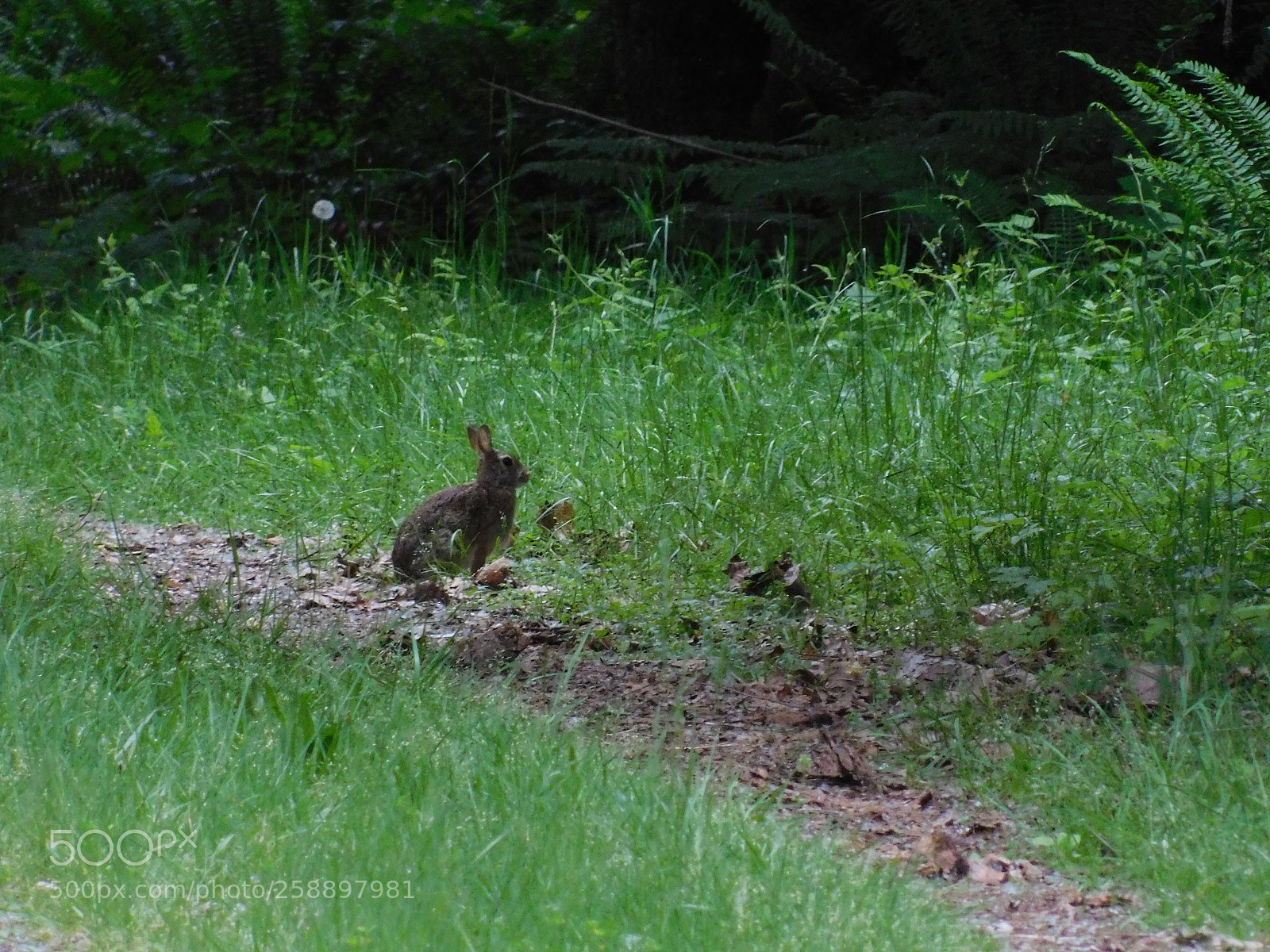Nikon Coolpix B500 sample photo. Small bunny in a photography