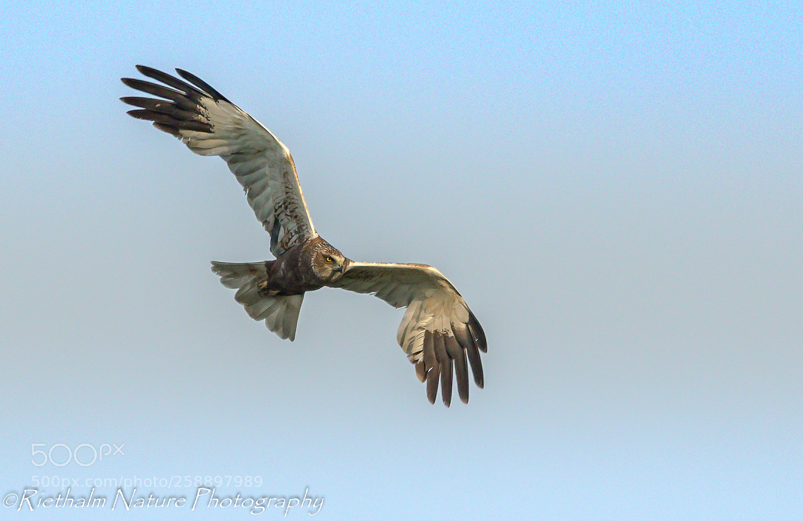 Canon EOS 7D Mark II sample photo. Bruine kiekendief western marsh photography