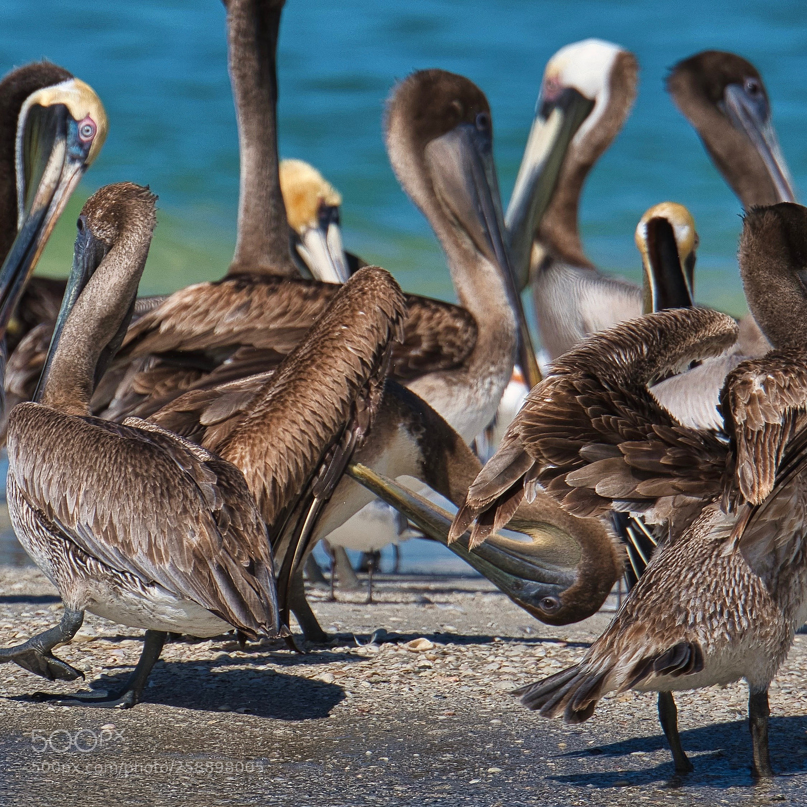Nikon D500 sample photo. Pelicans photography