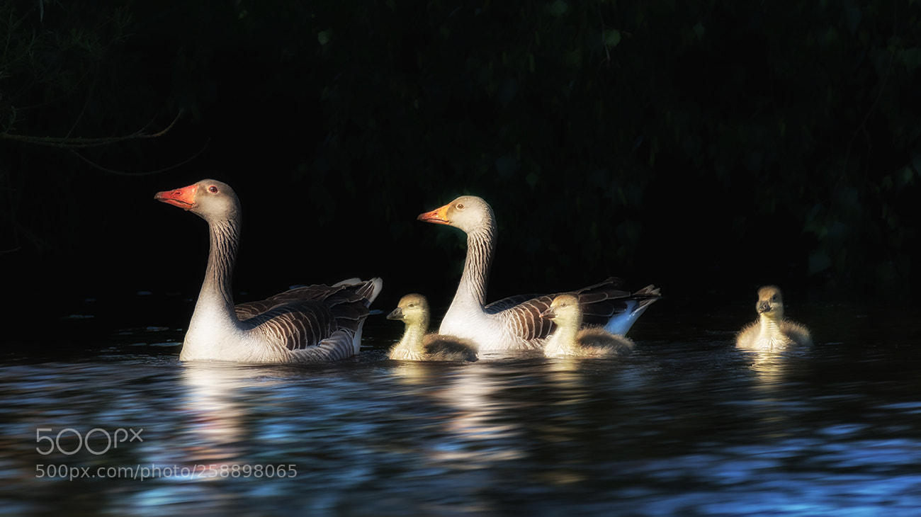 Canon EOS 7D Mark II sample photo. Familienausflug photography