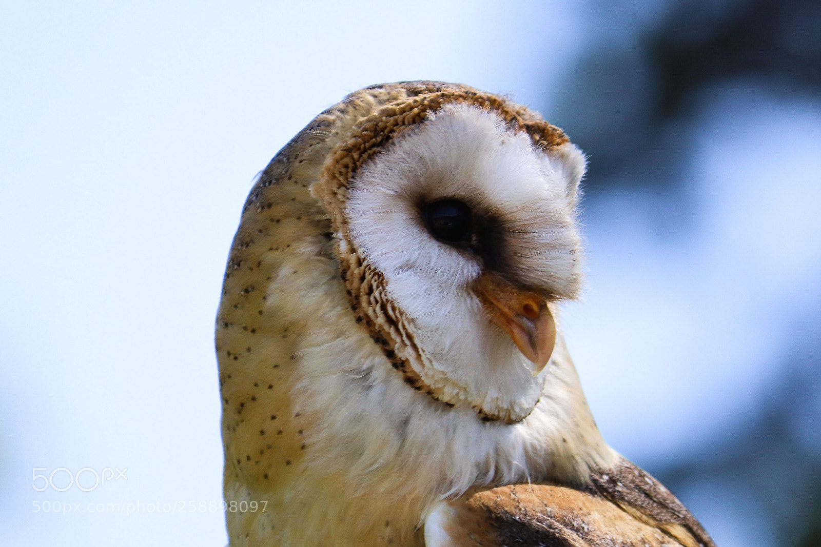 Canon EOS 77D (EOS 9000D / EOS 770D) sample photo. Owl. photography