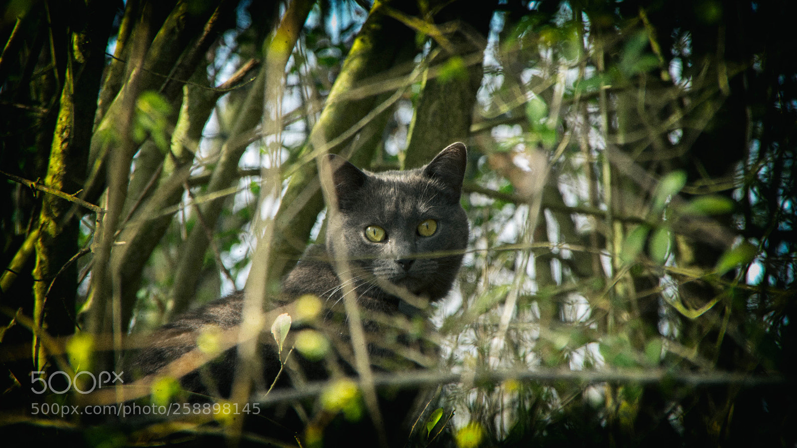 Pentax K-3 sample photo. Le chat photography