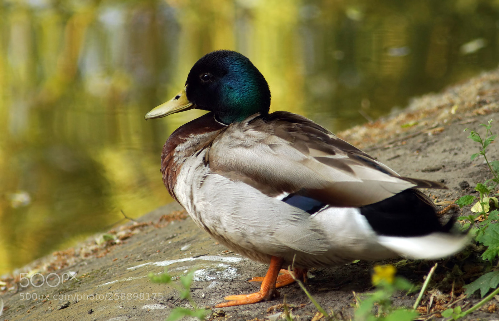 Sony SLT-A58 sample photo. Wild duck near pond photography