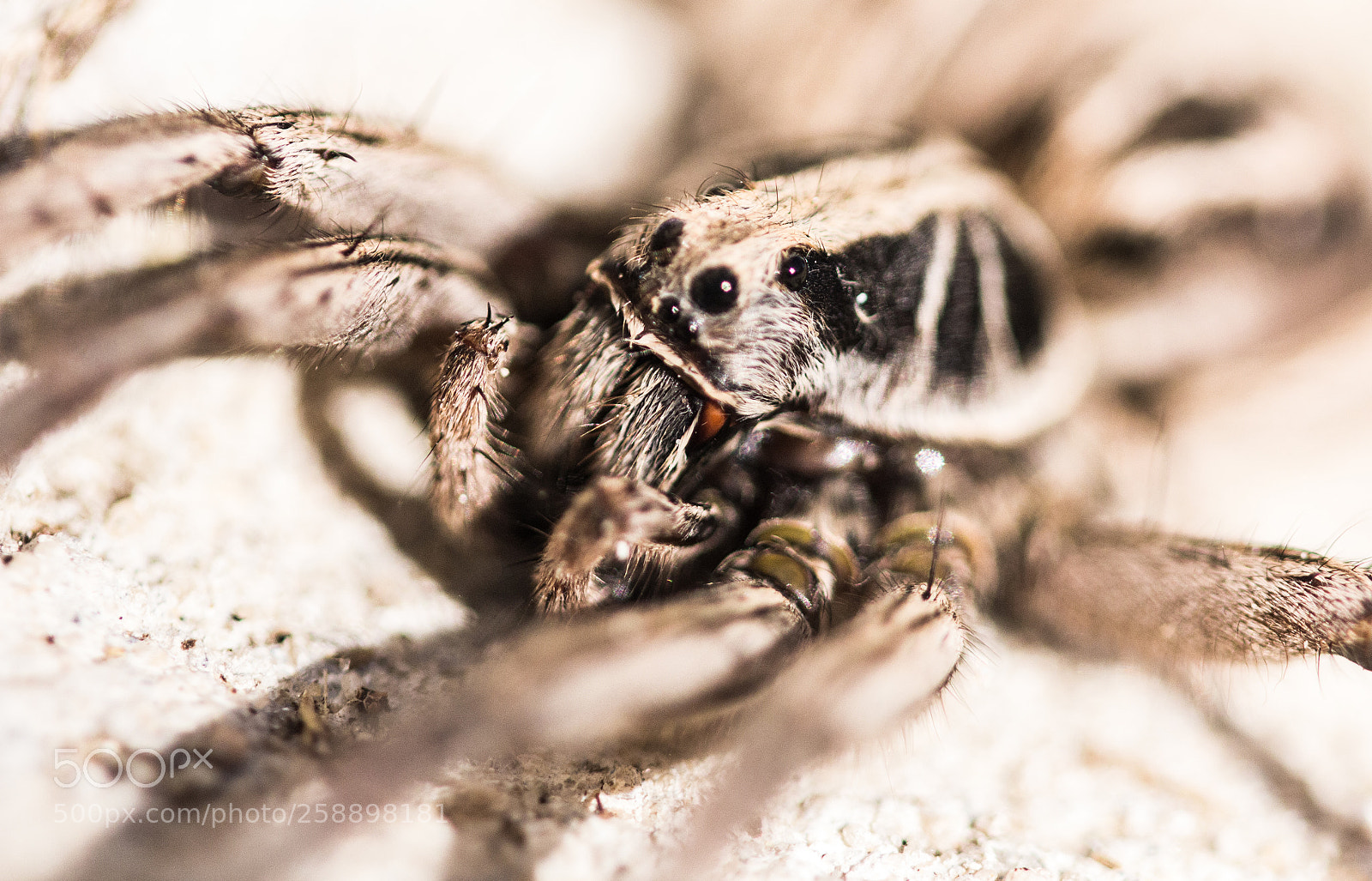 Canon EOS 60D sample photo. Araña photography
