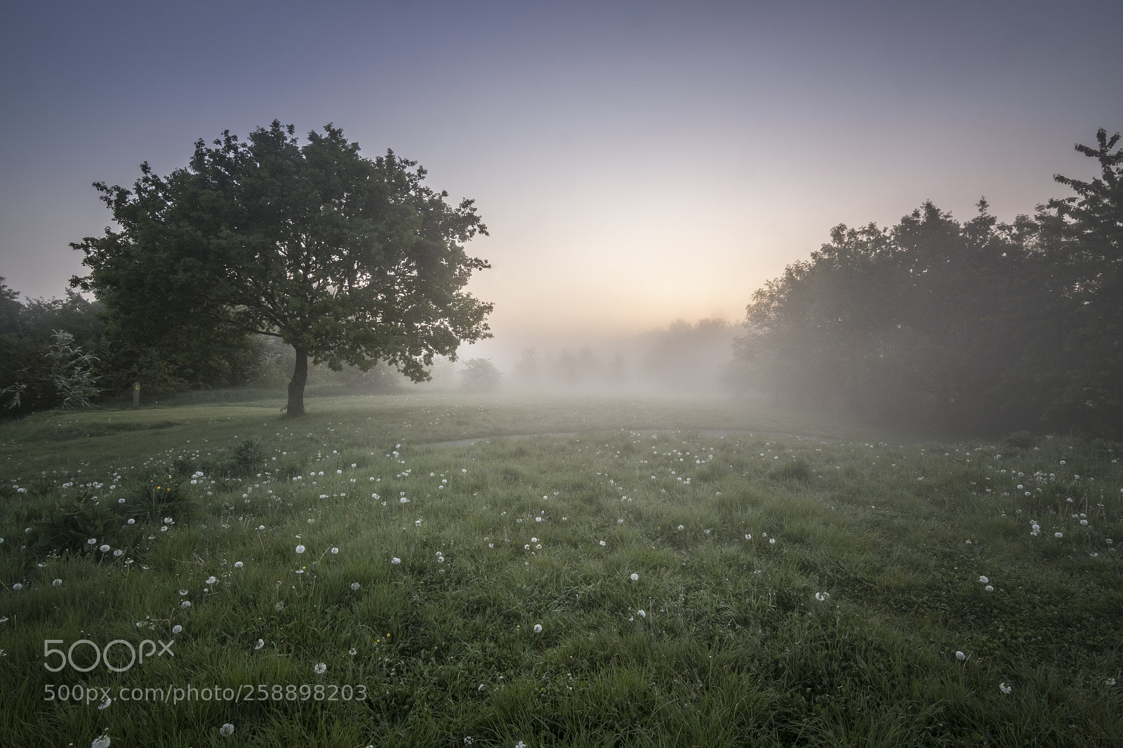 Canon EOS 7D Mark II sample photo. Tree in the mist photography