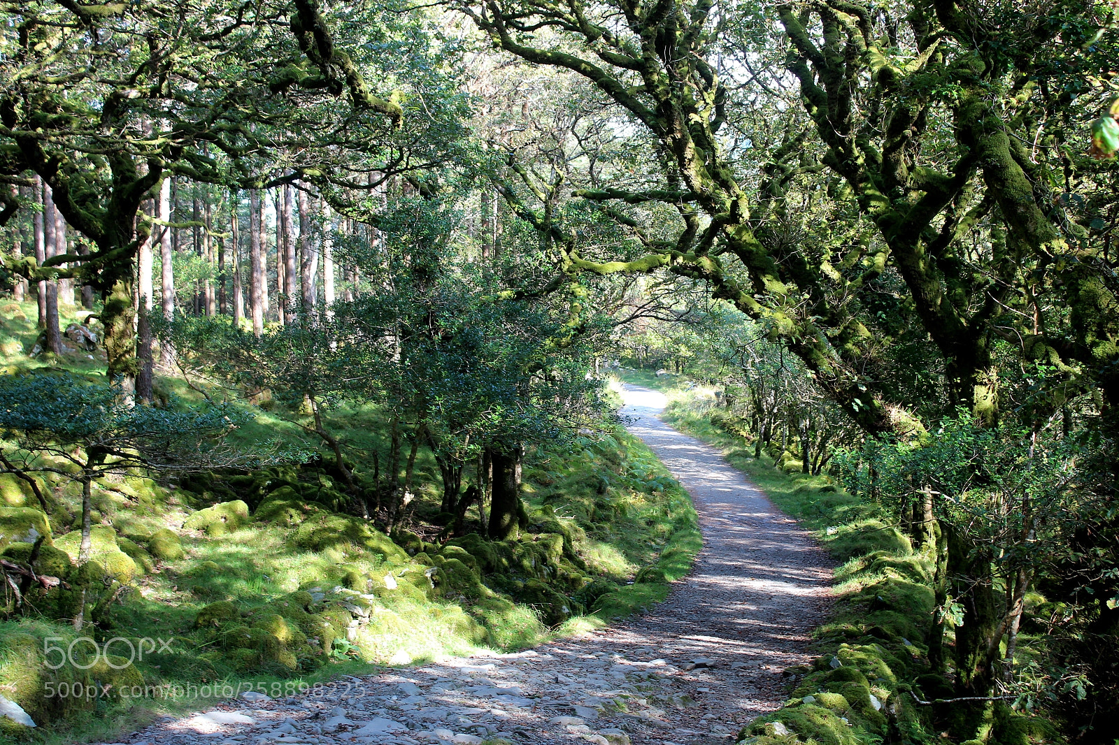 Canon EOS 600D (Rebel EOS T3i / EOS Kiss X5) sample photo. Beautiful forest photography