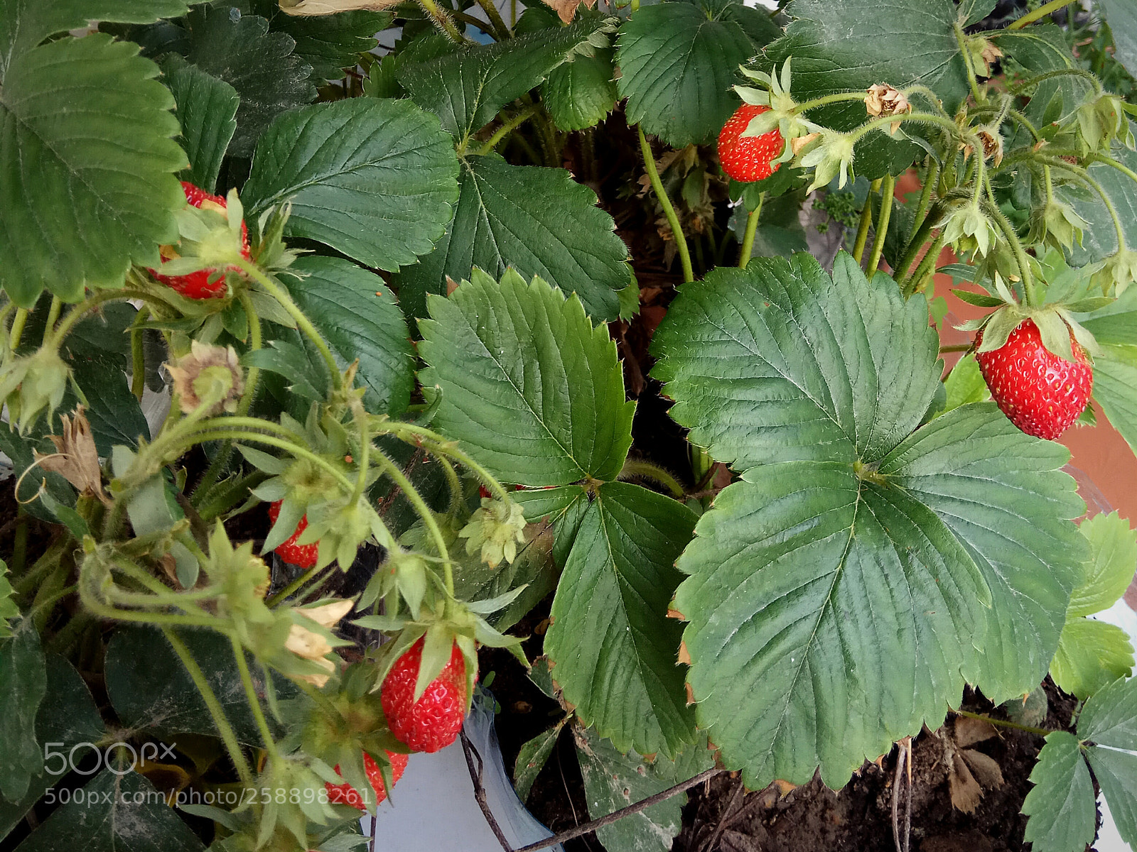 Xiaomi Redmi Note 4 sample photo. Strawberry photography