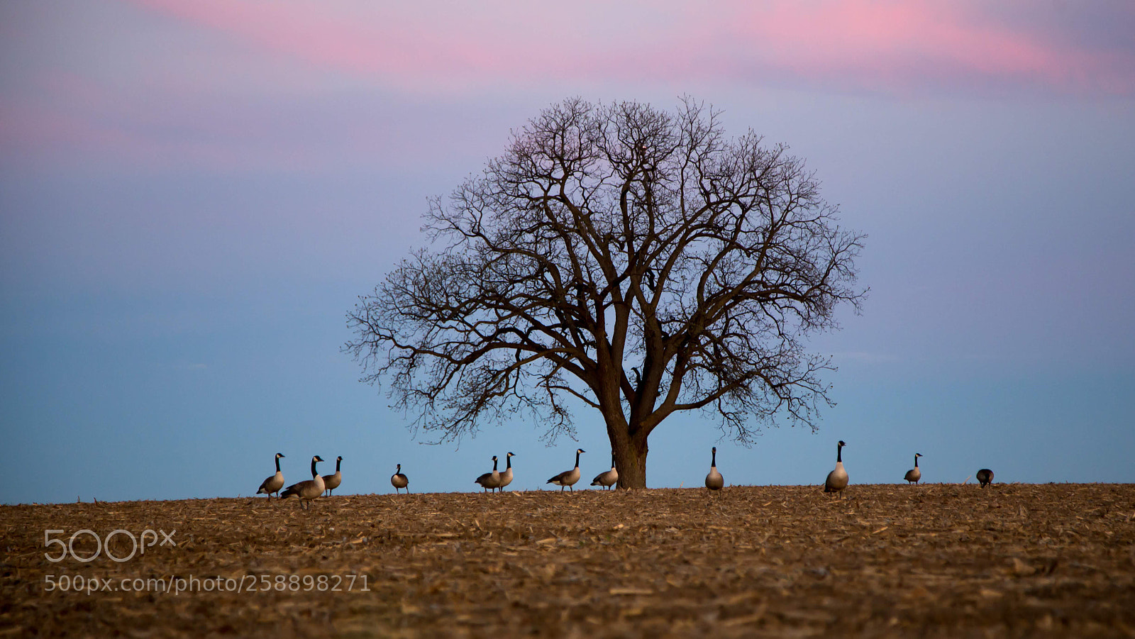 Canon EOS 6D sample photo. The tree and geese photography