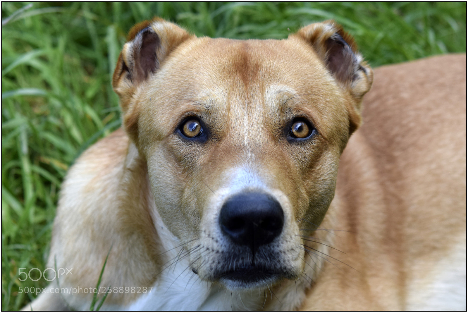 Nikon D3300 sample photo. The portraits of my photography