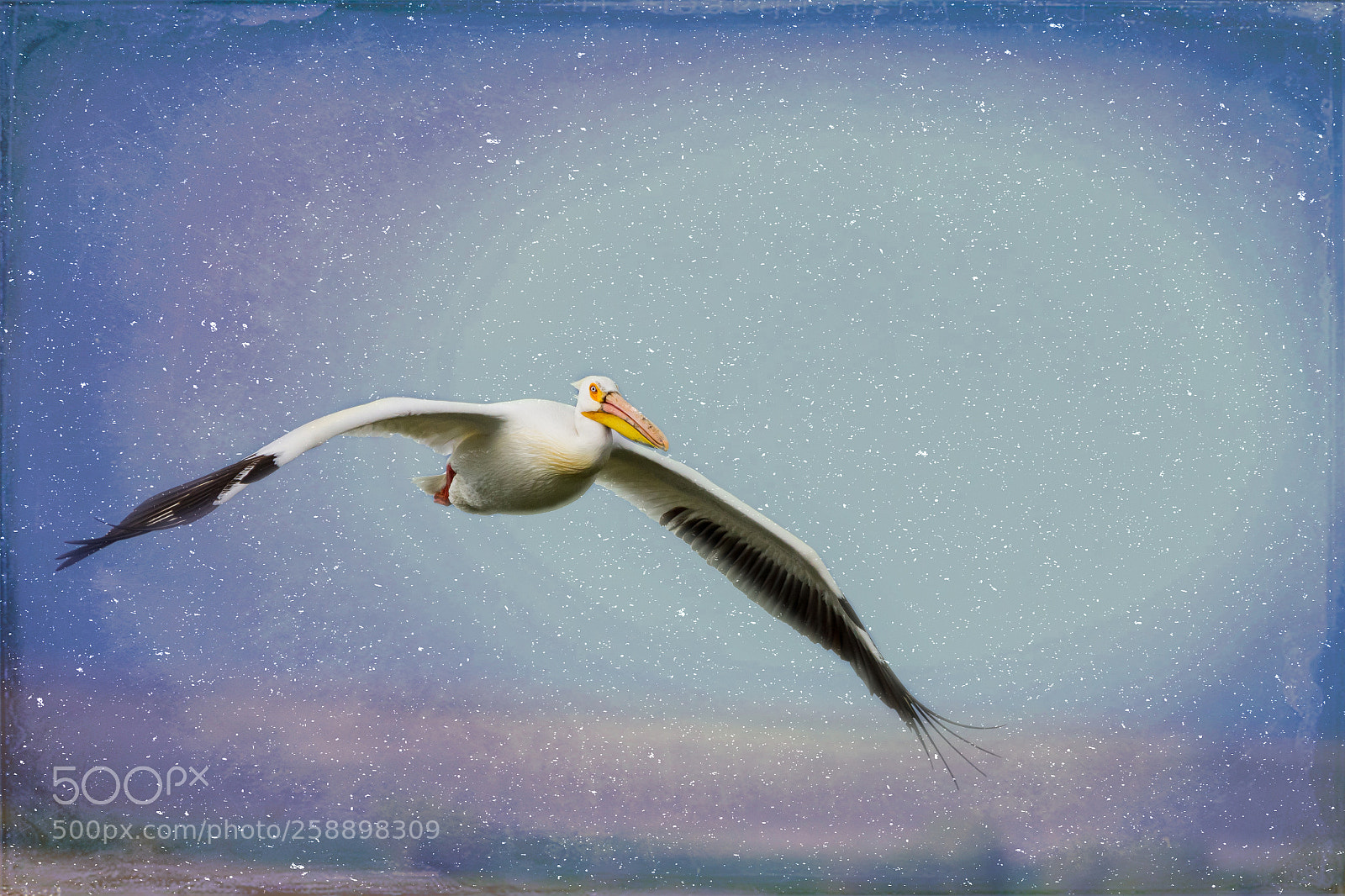 Canon EOS 7D sample photo. Flight of the pelican photography