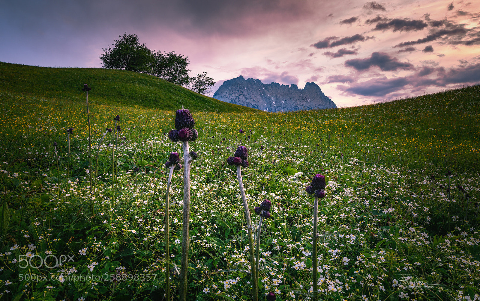 Nikon D850 sample photo. Flowery meadow photography