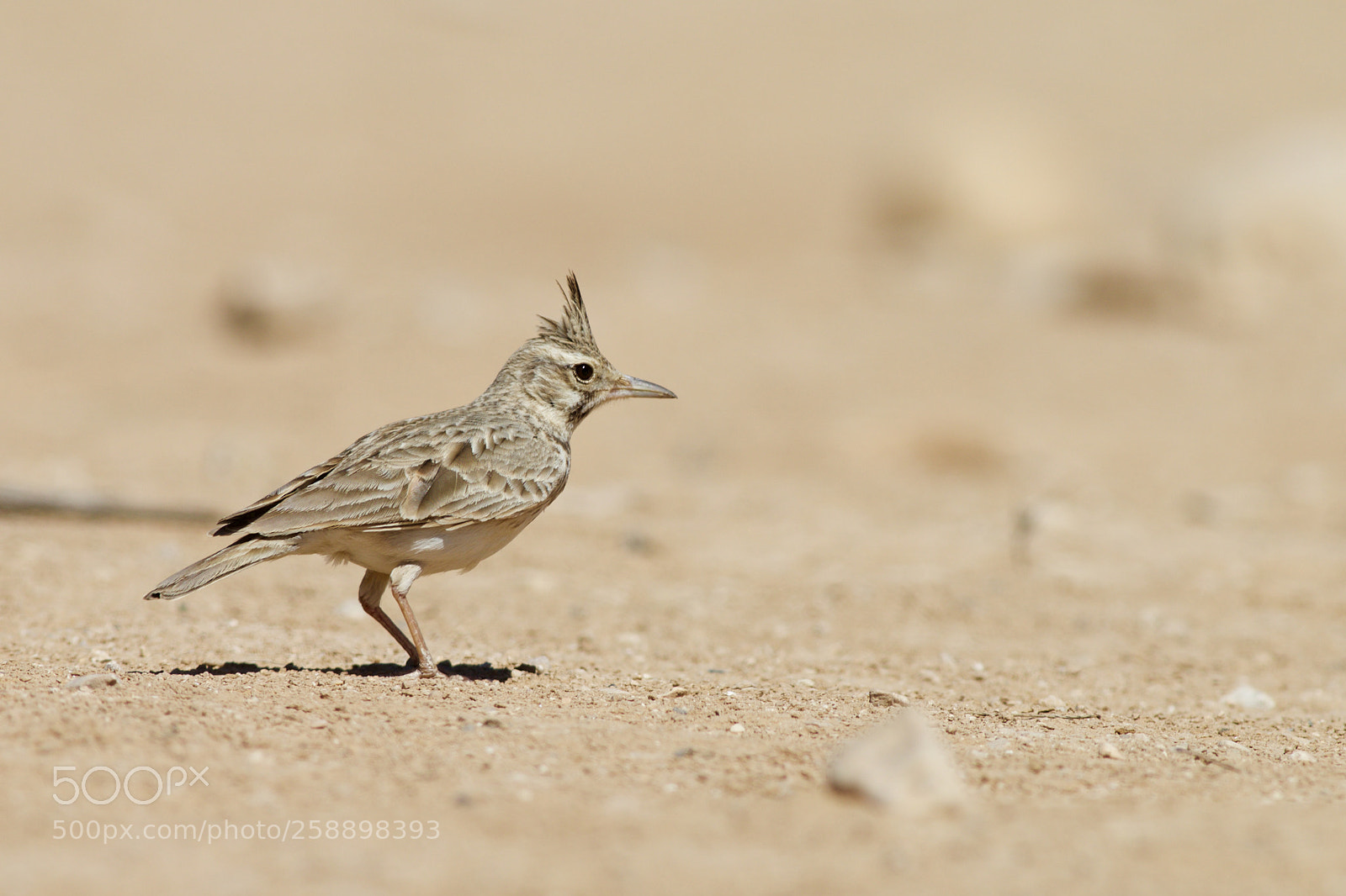 Canon EOS 70D sample photo. Crested lark photography