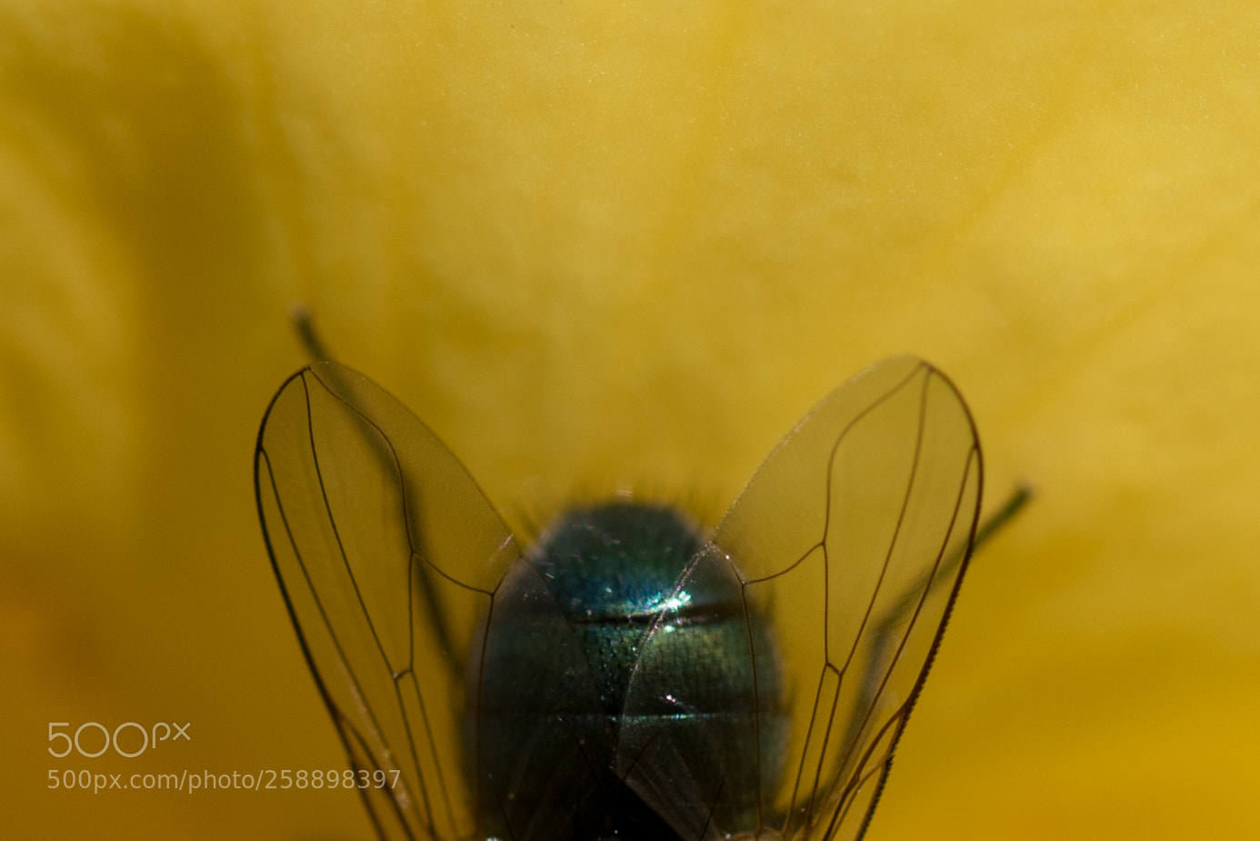 Nikon D750 sample photo. Fly back photography