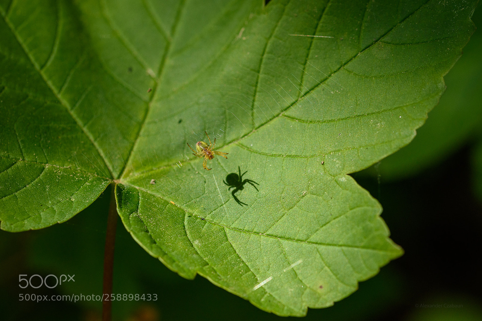 Nikon D5500 sample photo. The shadow spider photography
