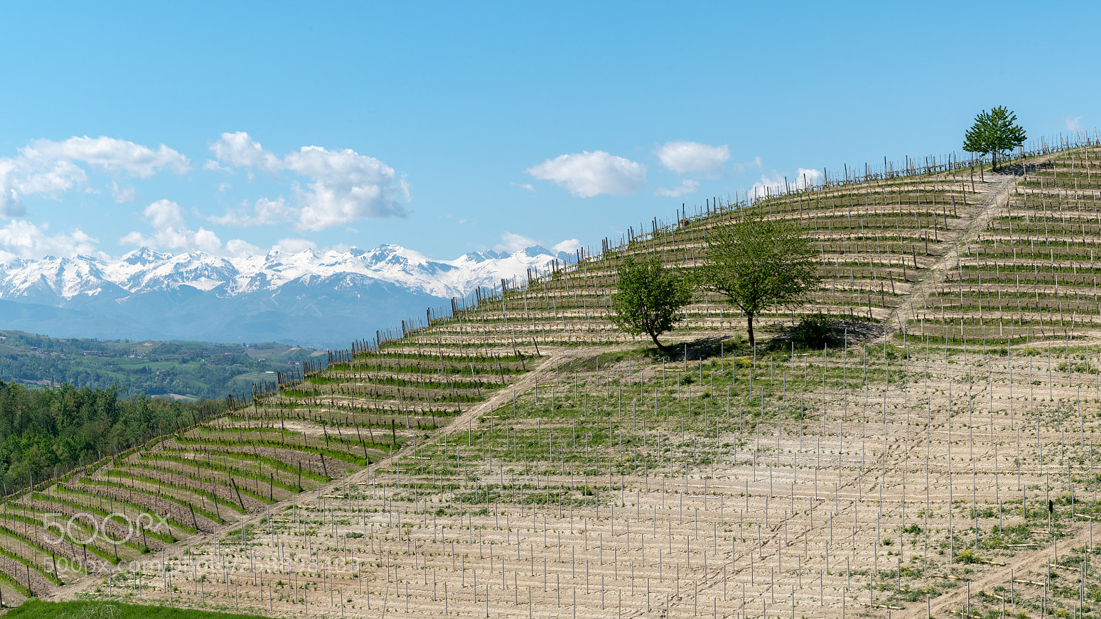 Nikon D750 sample photo. Wineyard profile photography